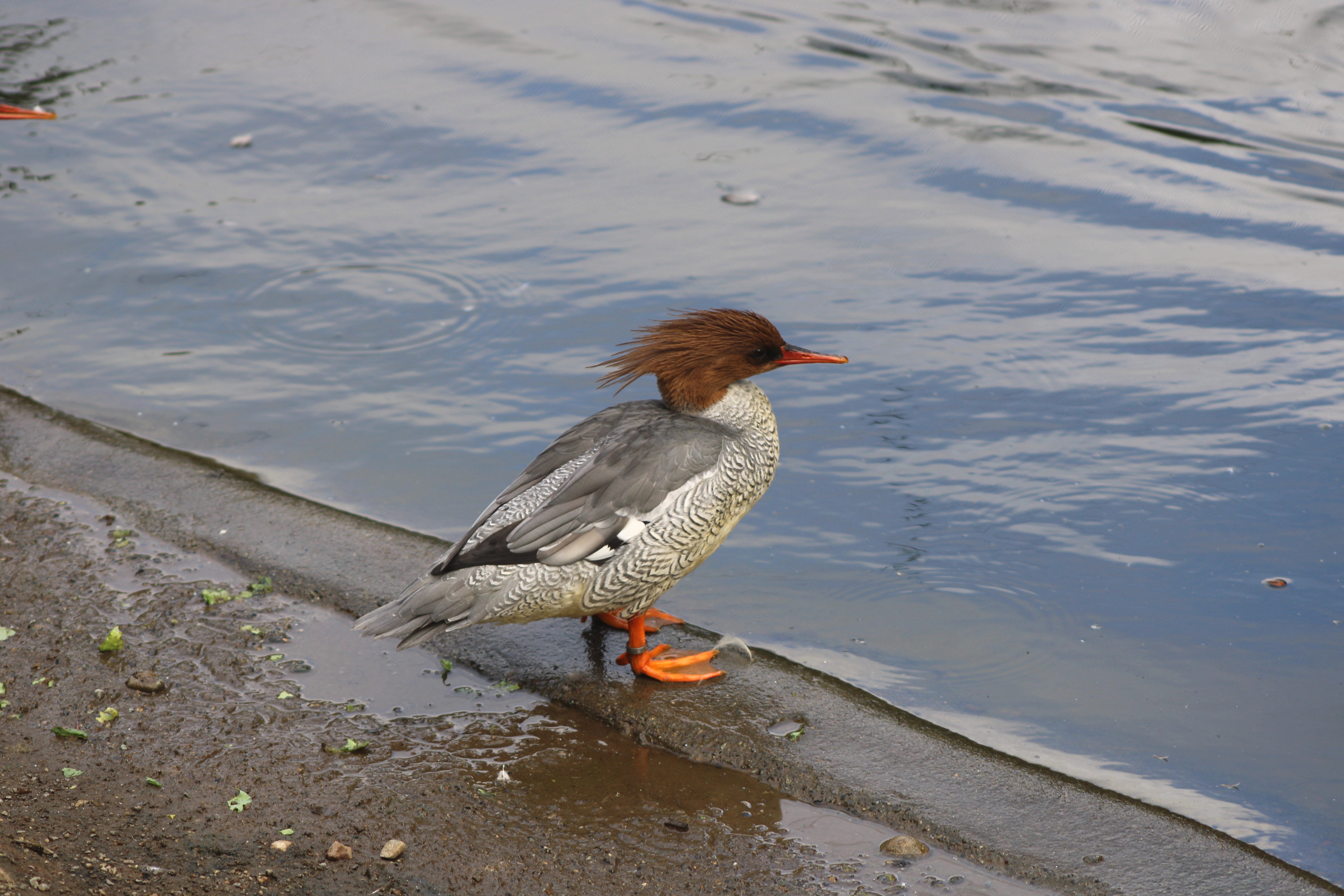 Scaly-sided Merganser, Woodland Park Zoo (Seattle, WA)