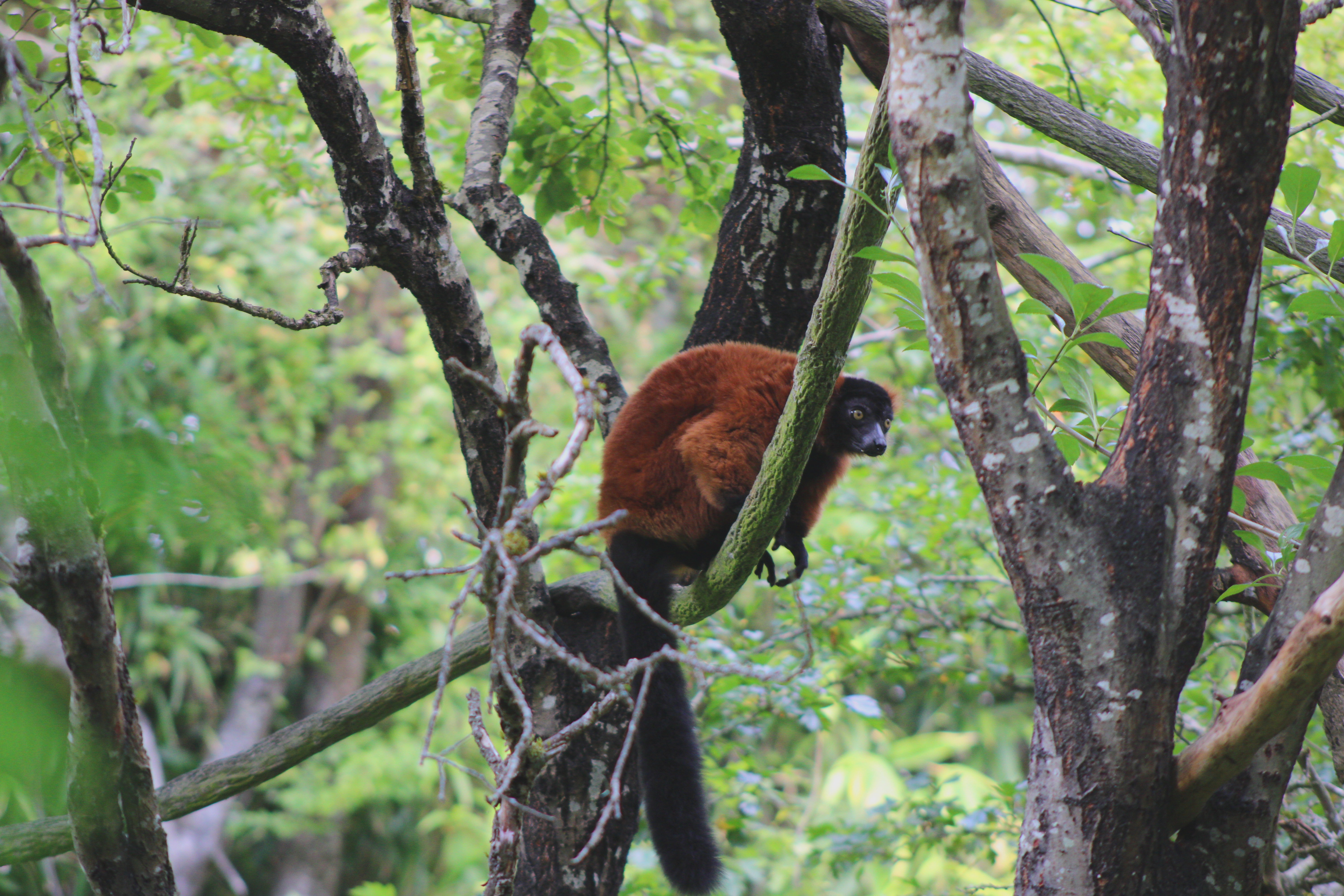 Red Ruffed Lemur, Woodland Park Zoo (Seattle, WA)