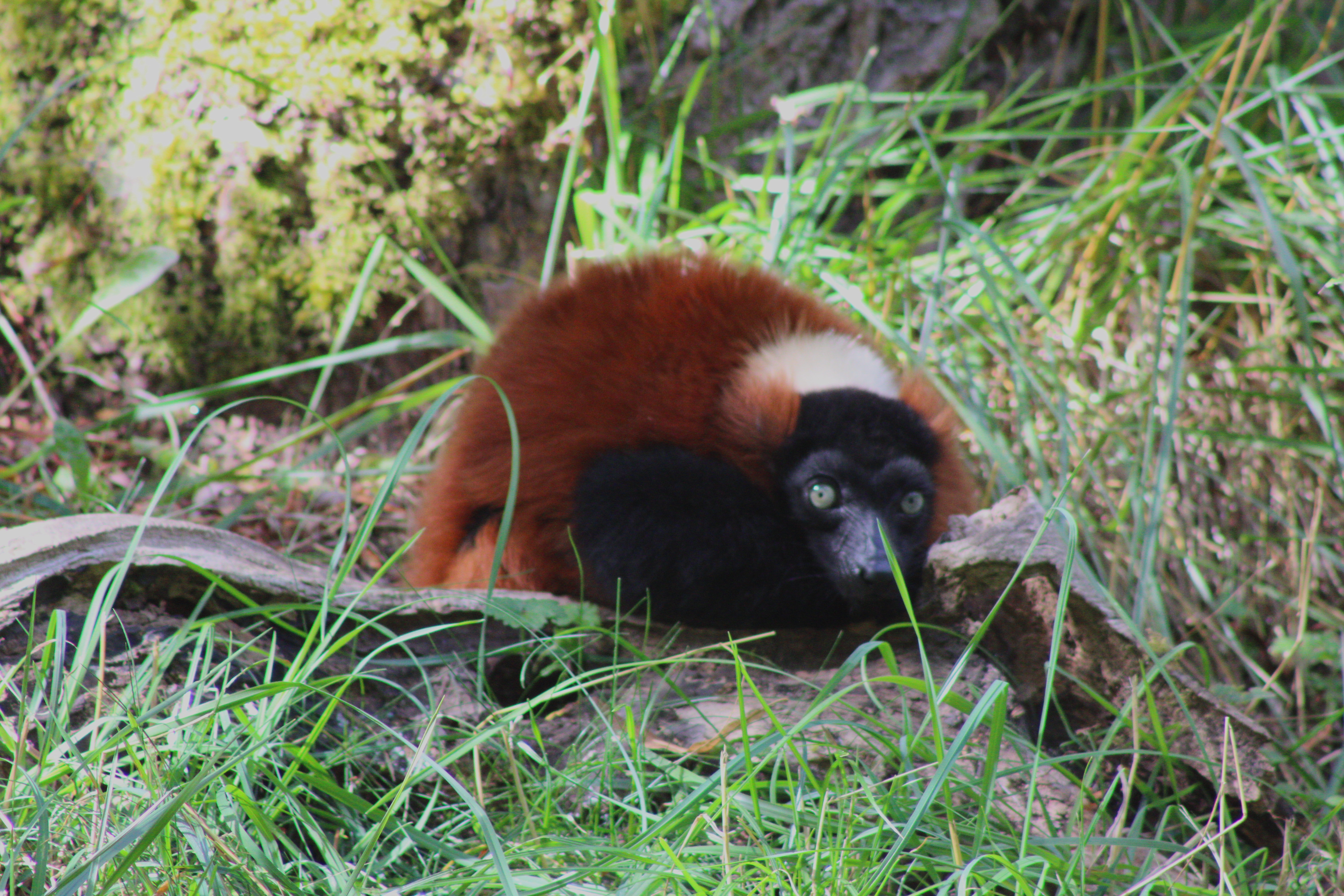 Red Ruffed Lemur, Woodland Park Zoo (Seattle, WA)