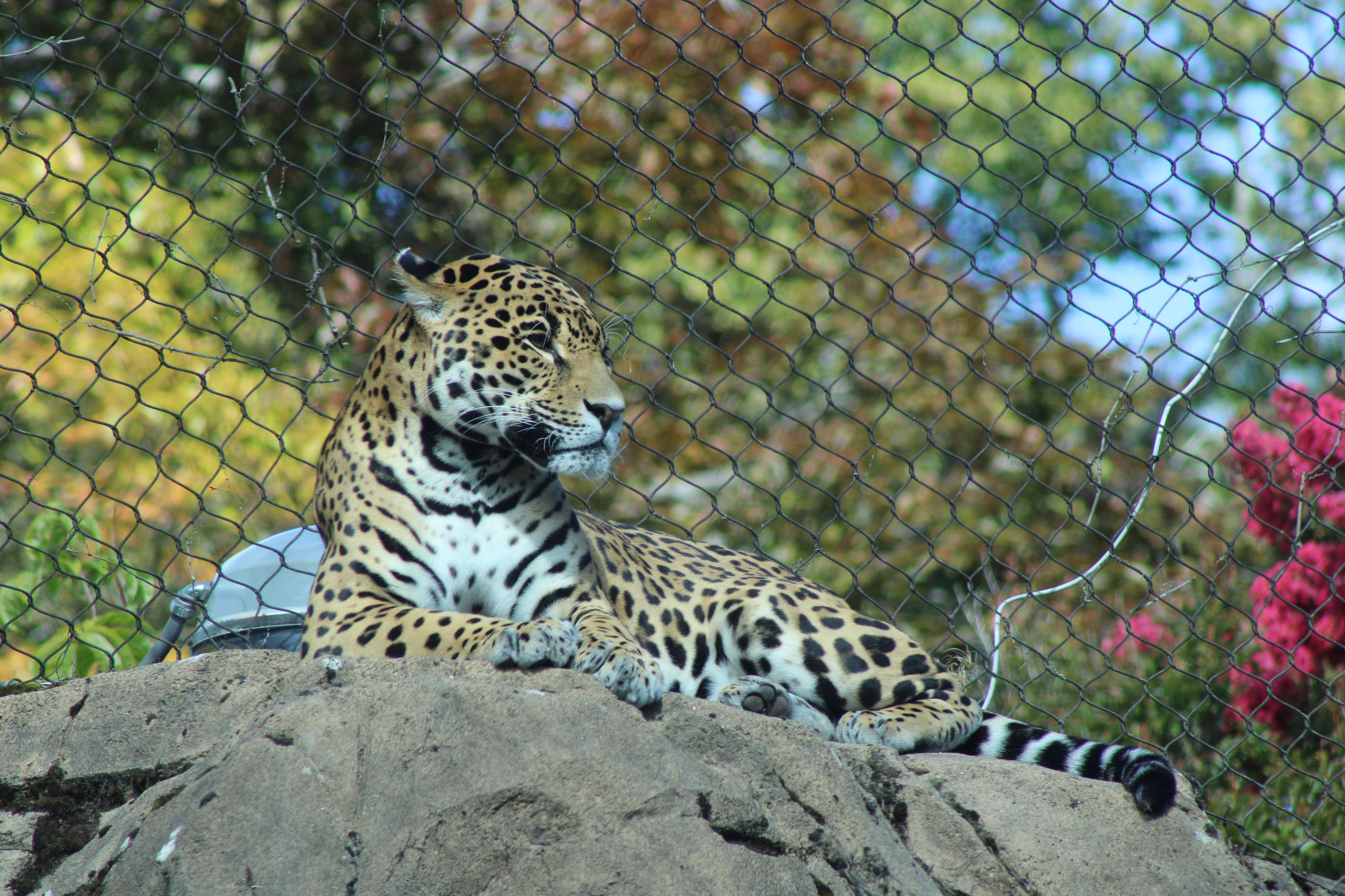 Tiger, Woodland Park Zoo (Seattle, WA)