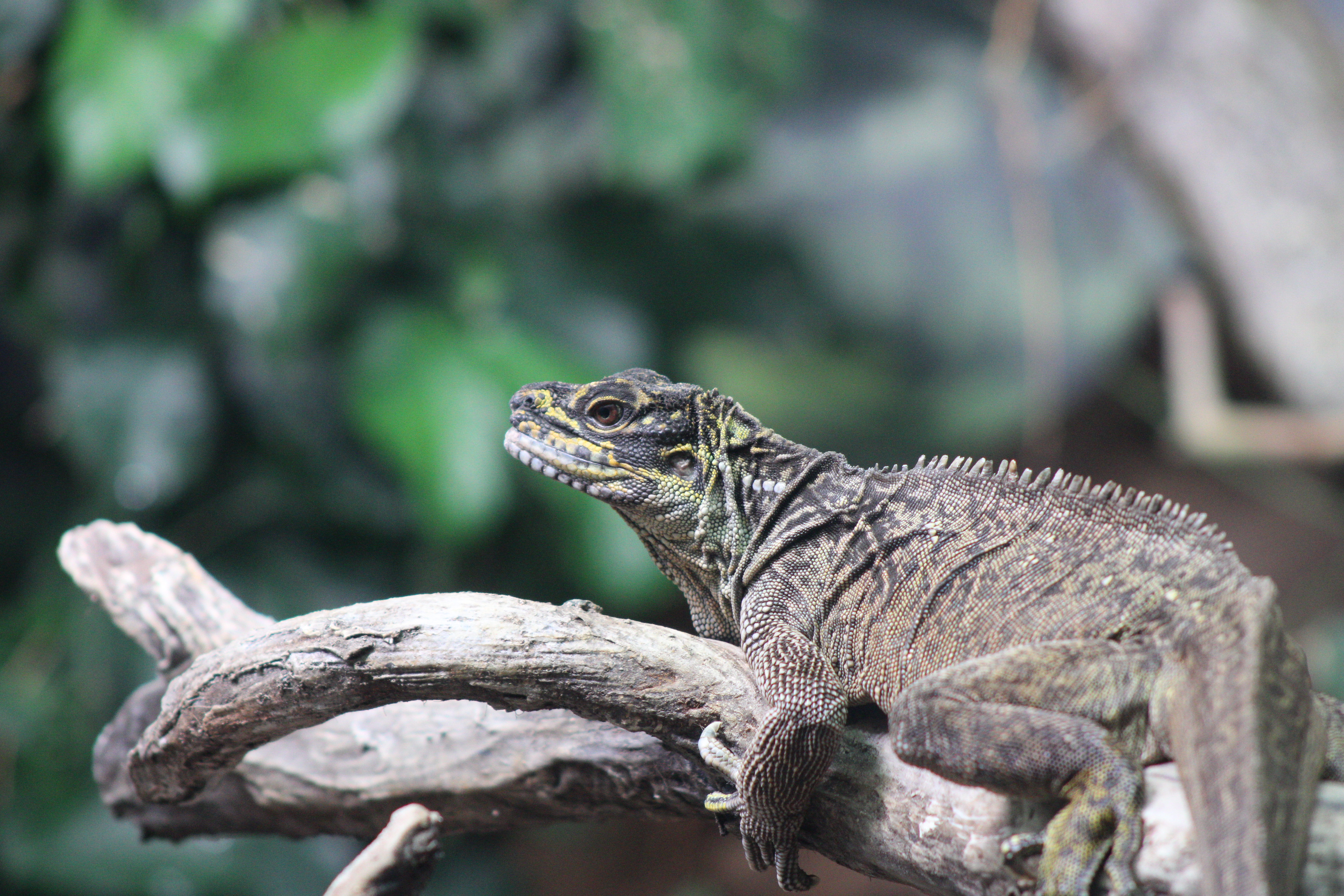 Sailfin Dragon, Woodland Park Zoo (Seattle, WA)