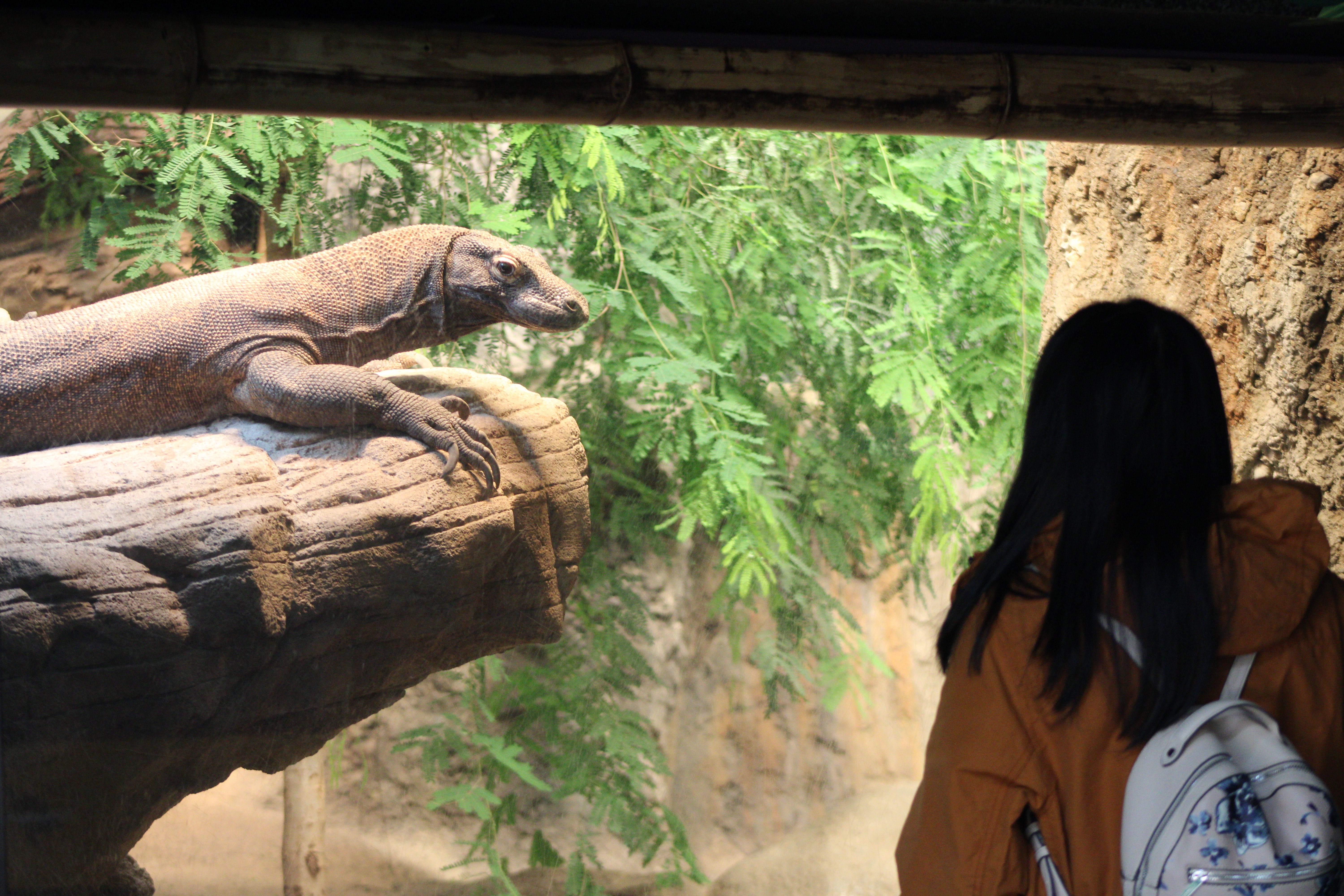 Komodo Dragon, Woodland Park Zoo (Seattle, WA)