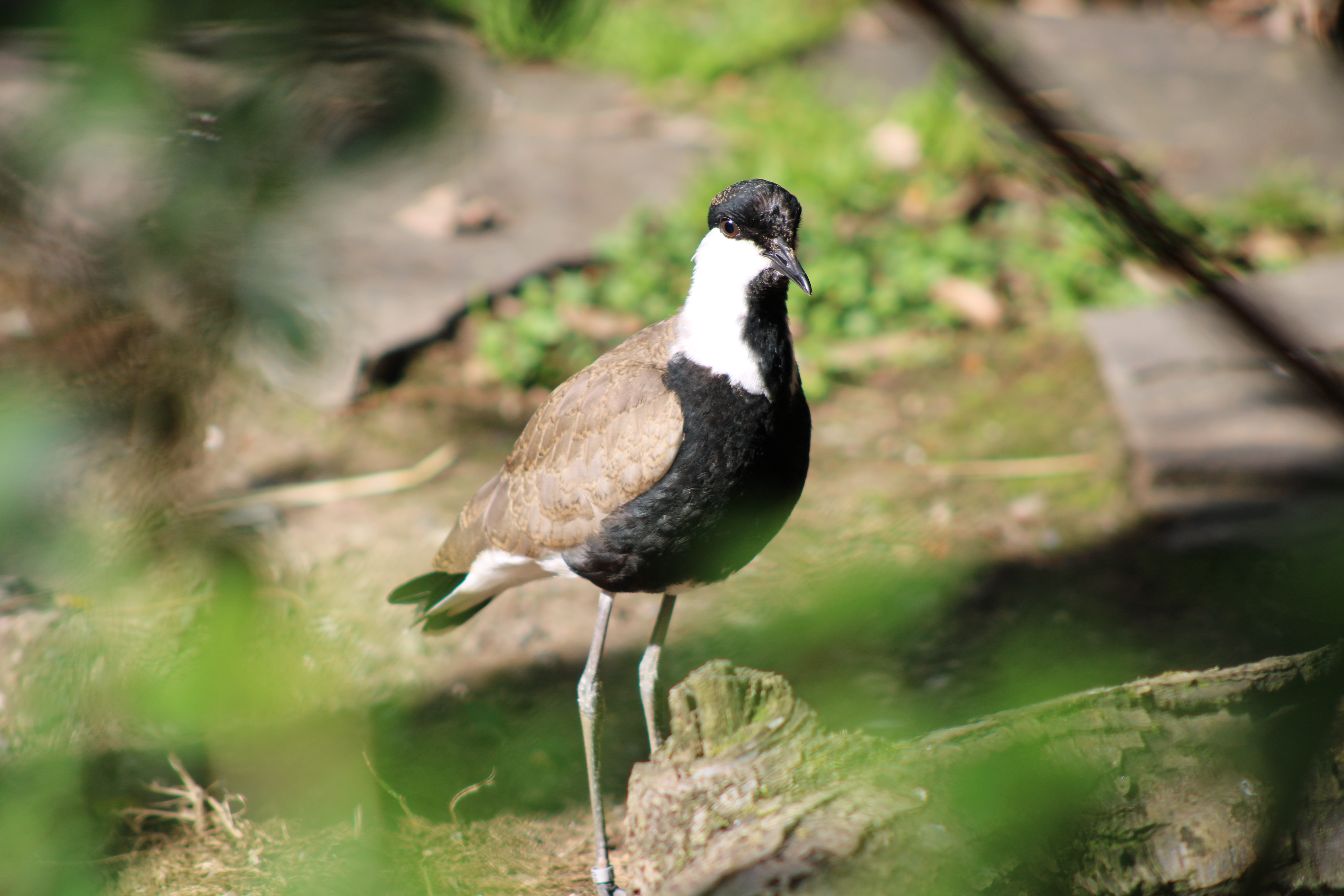 Spur-winged Lapwing, Woodland Park Zoo (Seattle, WA)