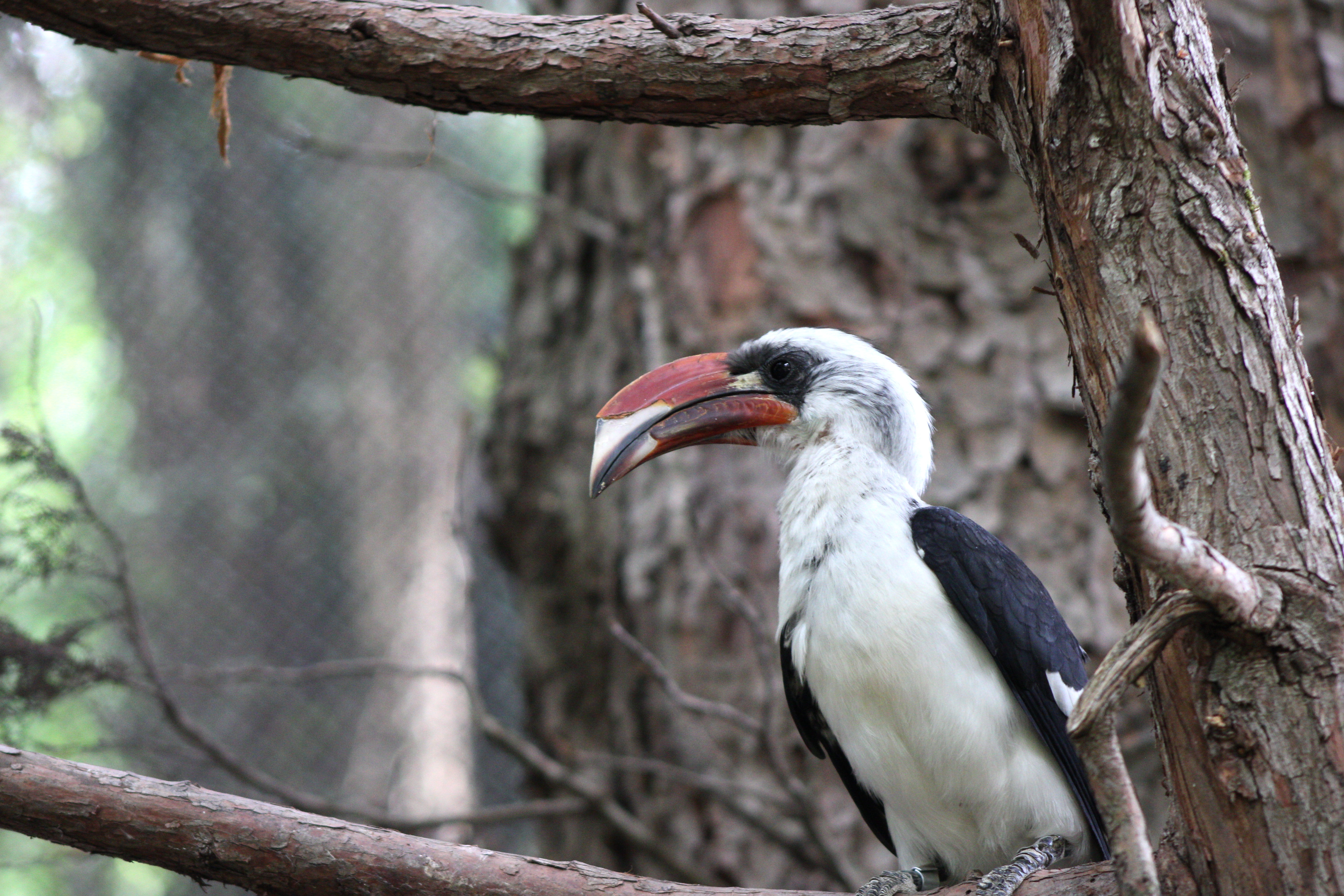 Von Der Decken's Hornbill, Woodland Park Zoo (Seattle, WA)