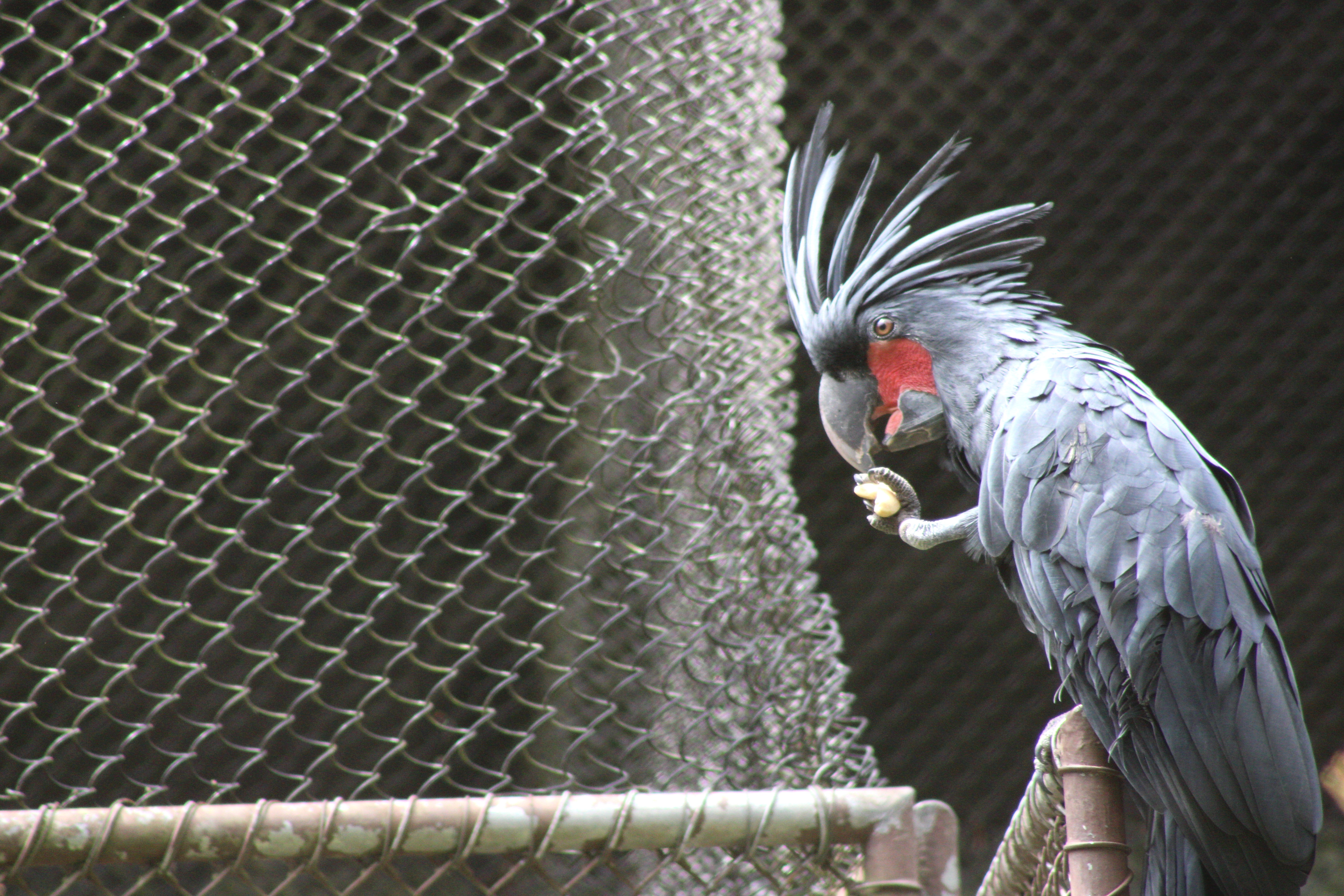 Palm Cockatoo, Woodland Park Zoo (Seattle, WA)