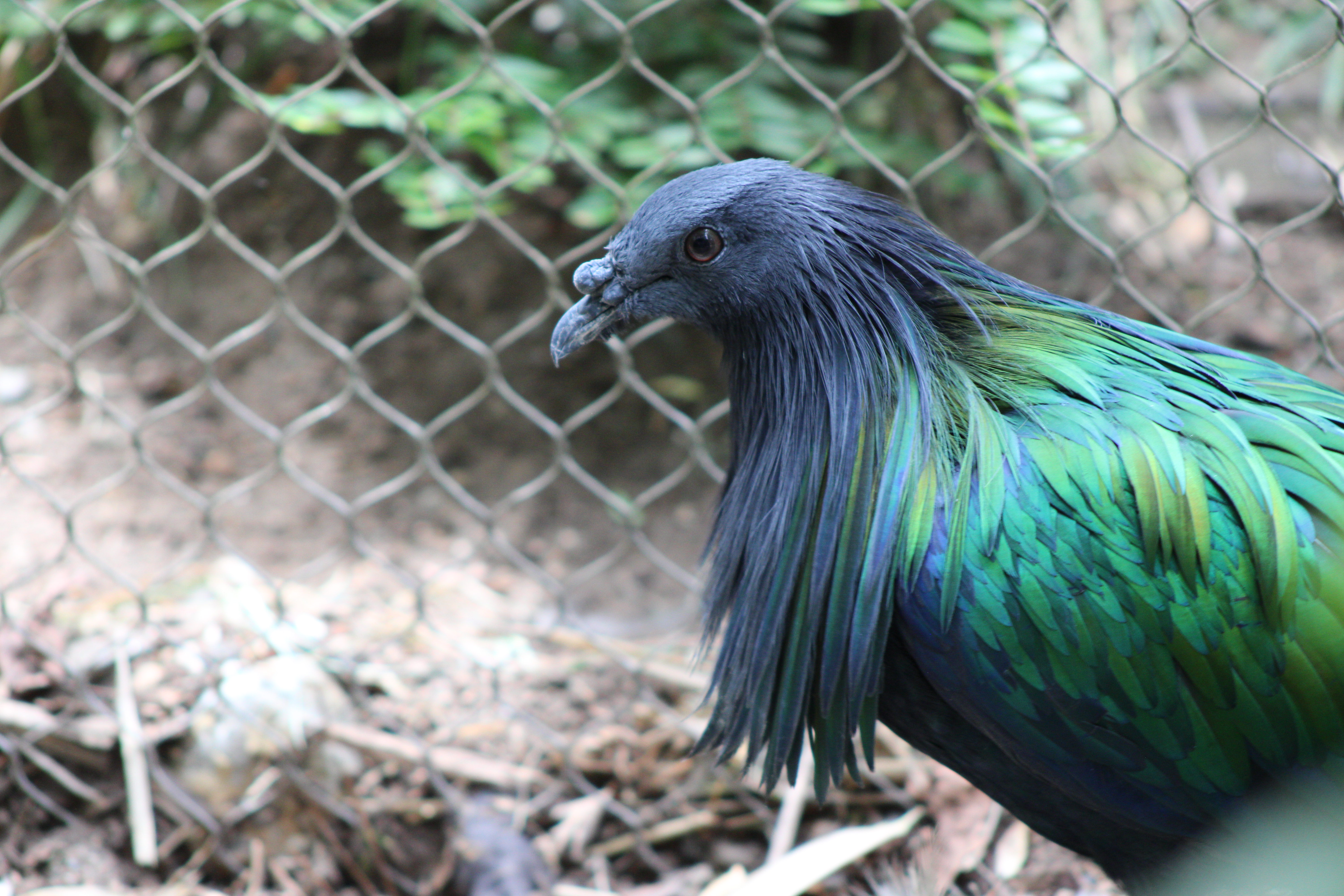 Nicobar Pigeon, Woodland Park Zoo (Seattle, WA)
