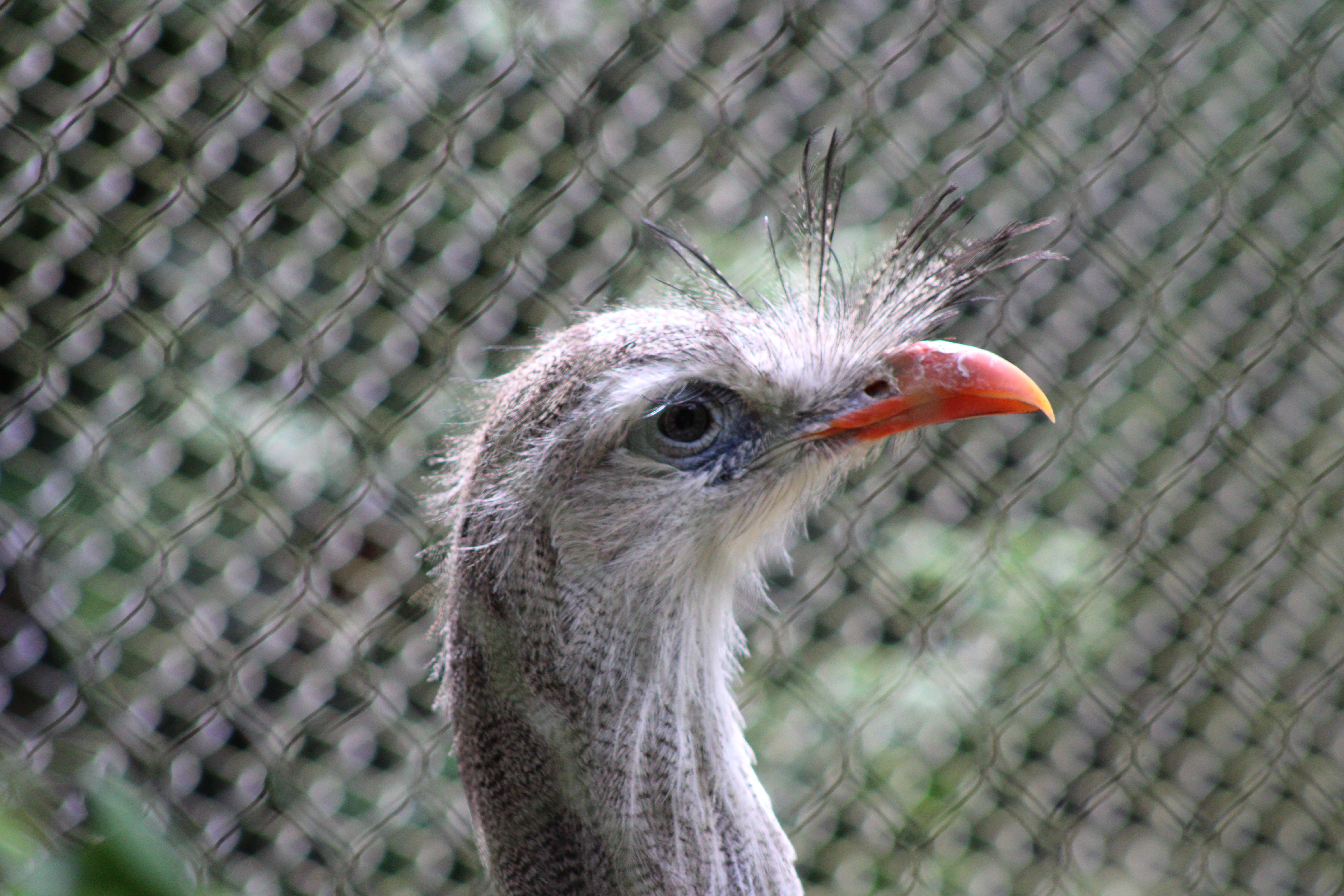 Red-legged Seriema, Woodland Park Zoo (Seattle, WA)