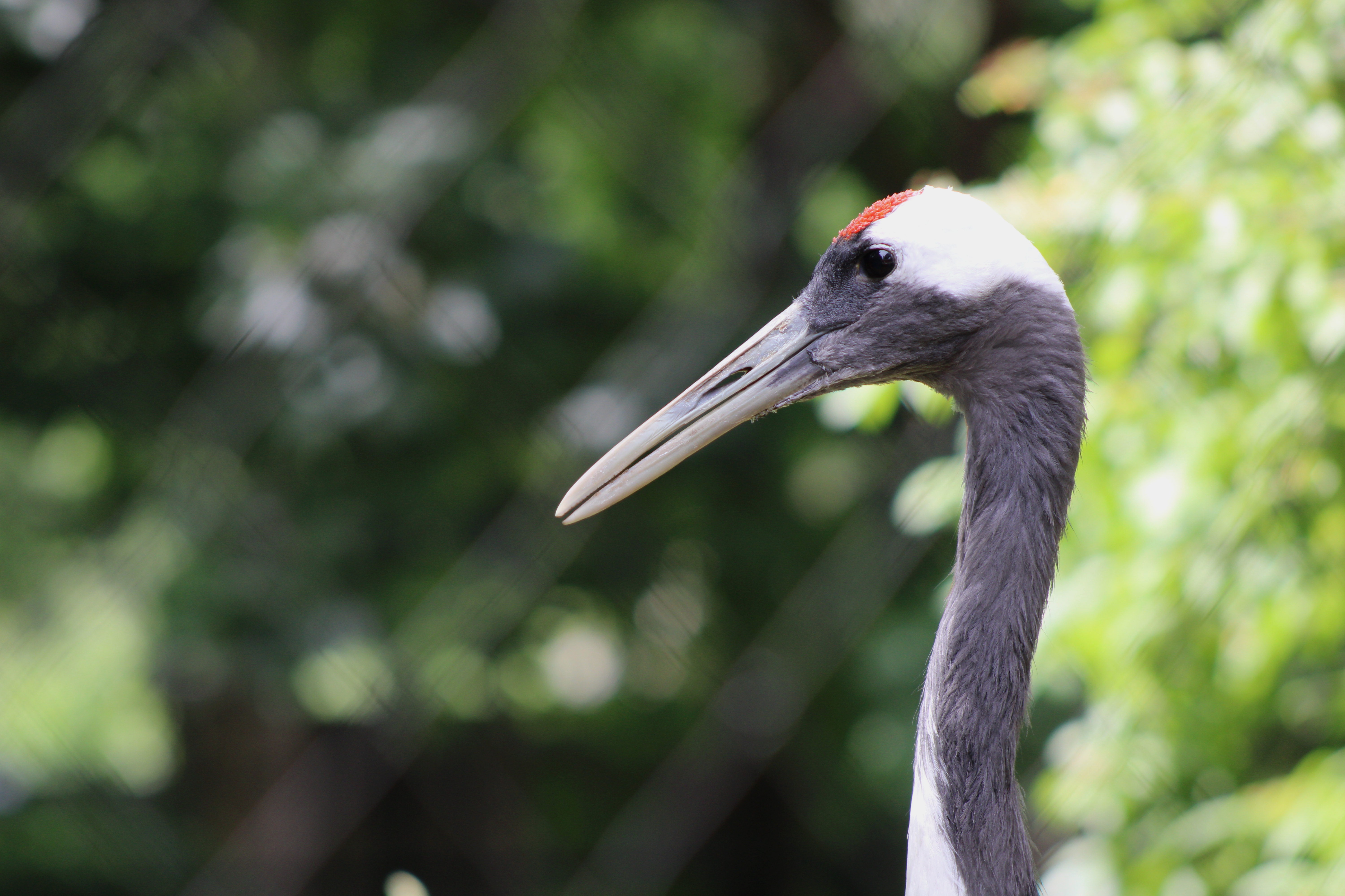 Red-crowned Crane, Woodland Park Zoo (Seattle, WA)