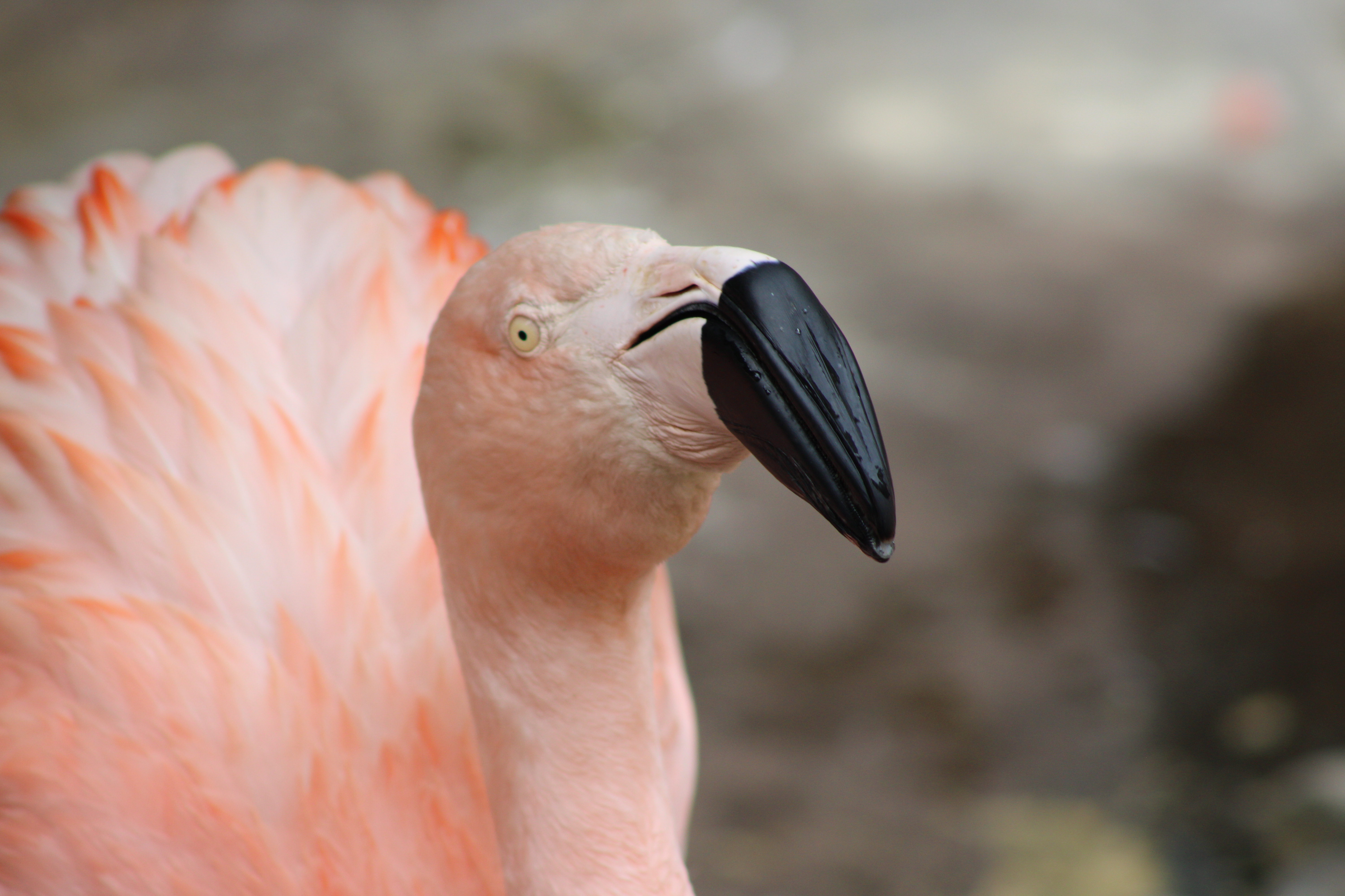 Chilean Flamingo, Woodland Park Zoo (Seattle, WA)