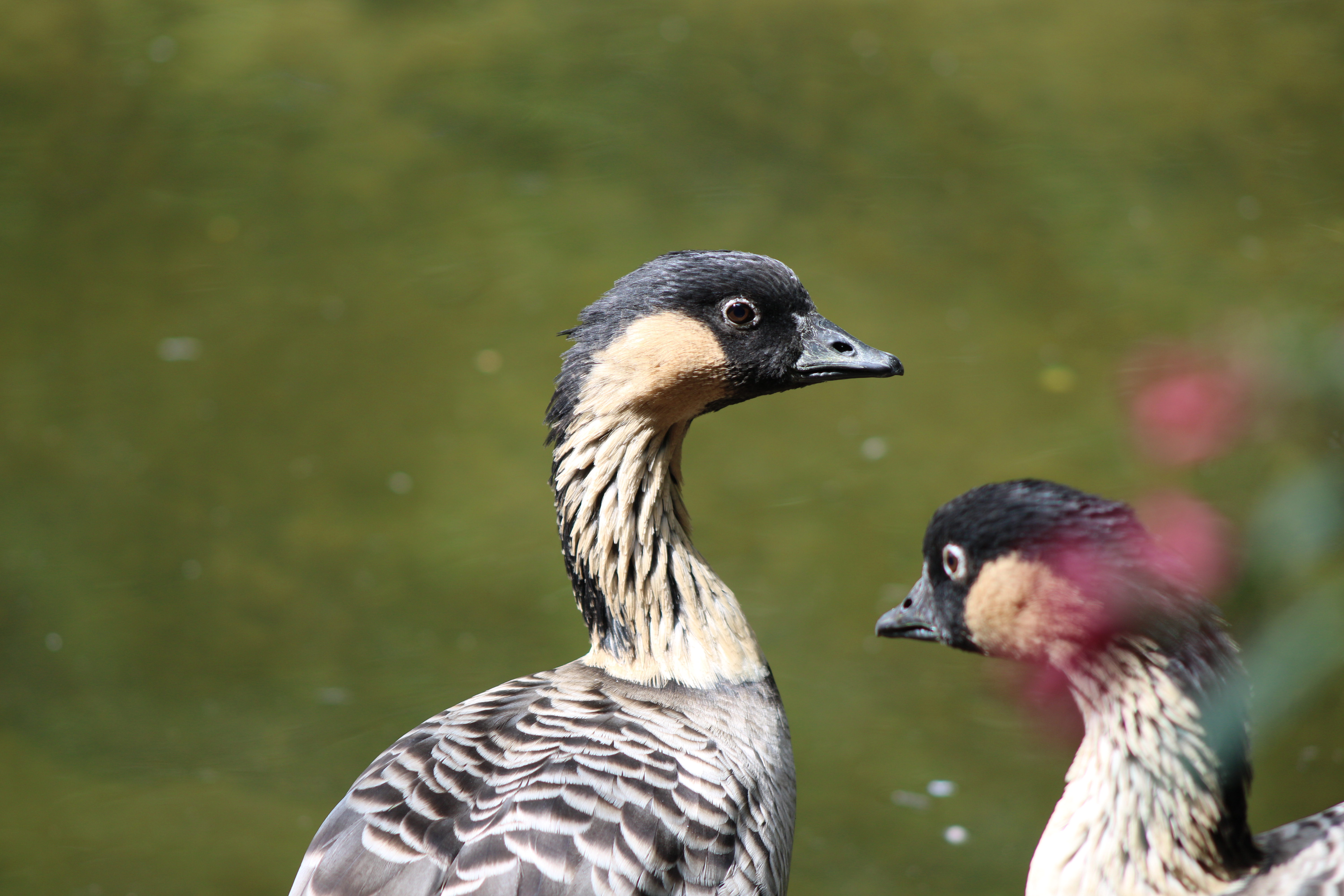 Hawaiian Goose, Woodland Park Zoo (Seattle, WA)