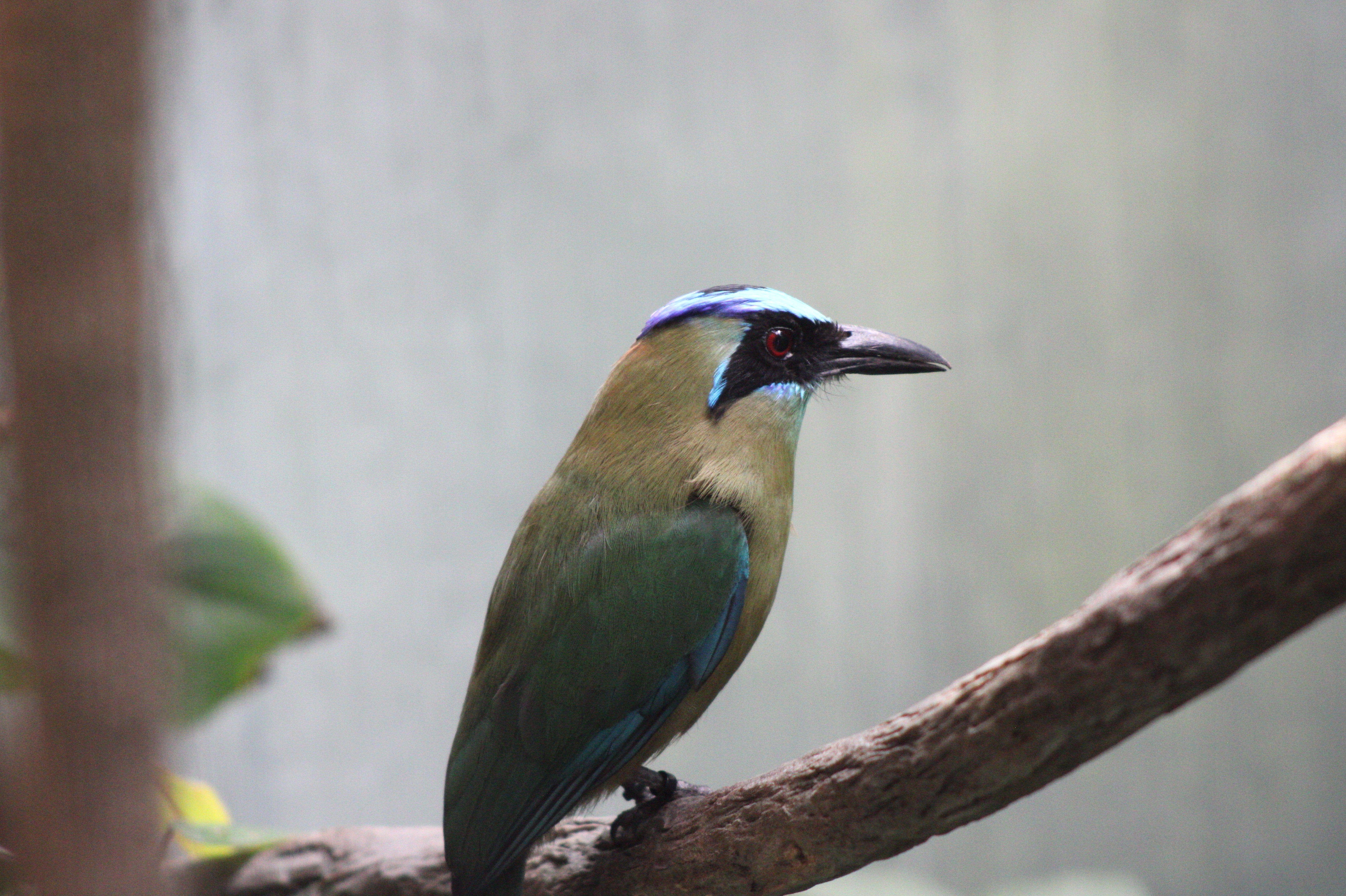 Blue-capped Motmot, Woodland Park Zoo (Seattle, WA)