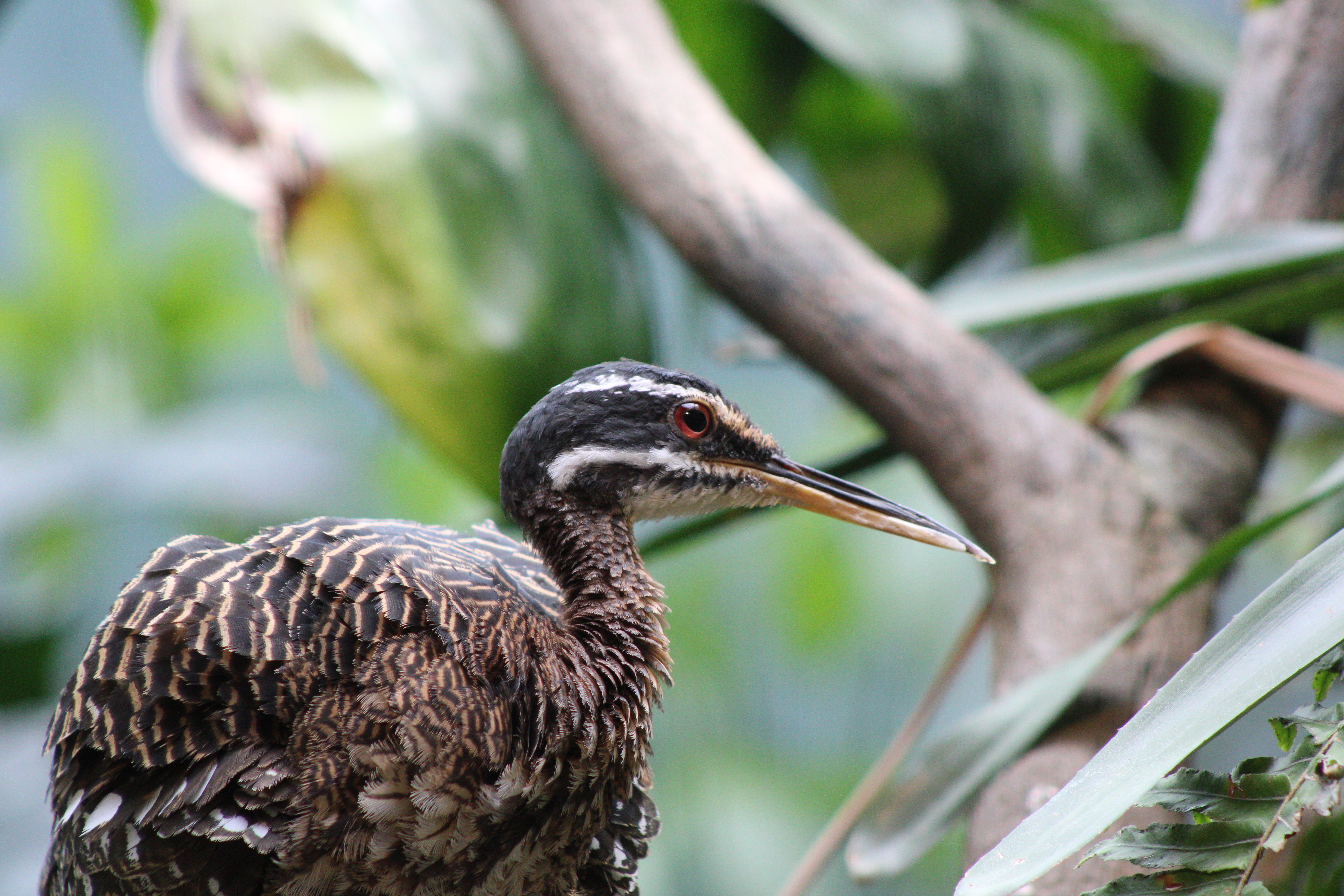 Sunbittern, Woodland Park Zoo (Seattle, WA)