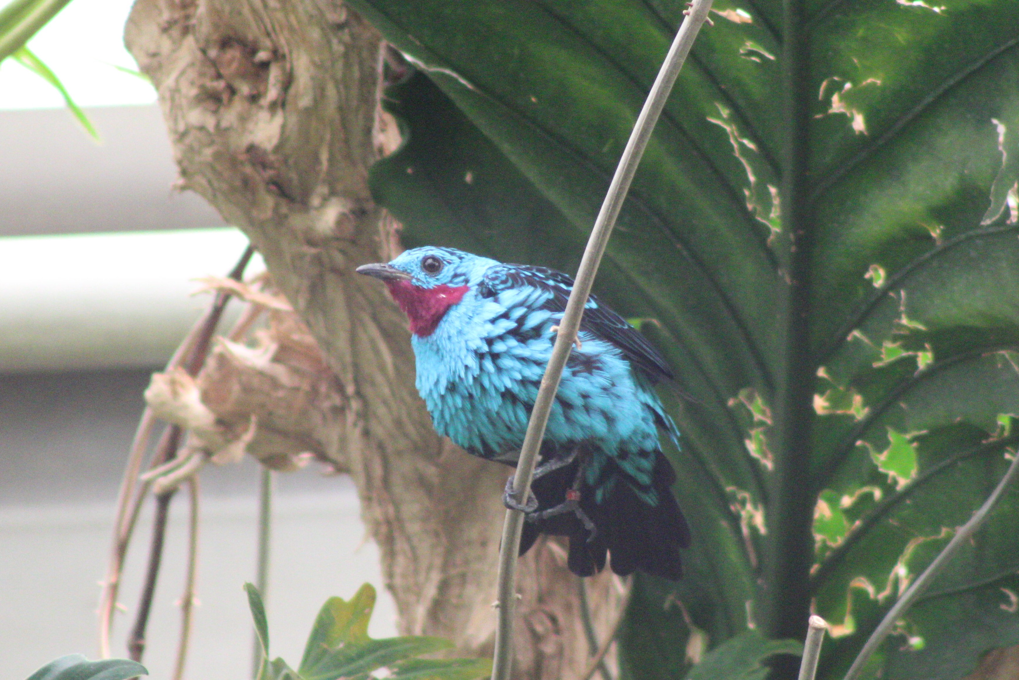 Spangled Cotinga, Woodland Park Zoo (Seattle, WA)