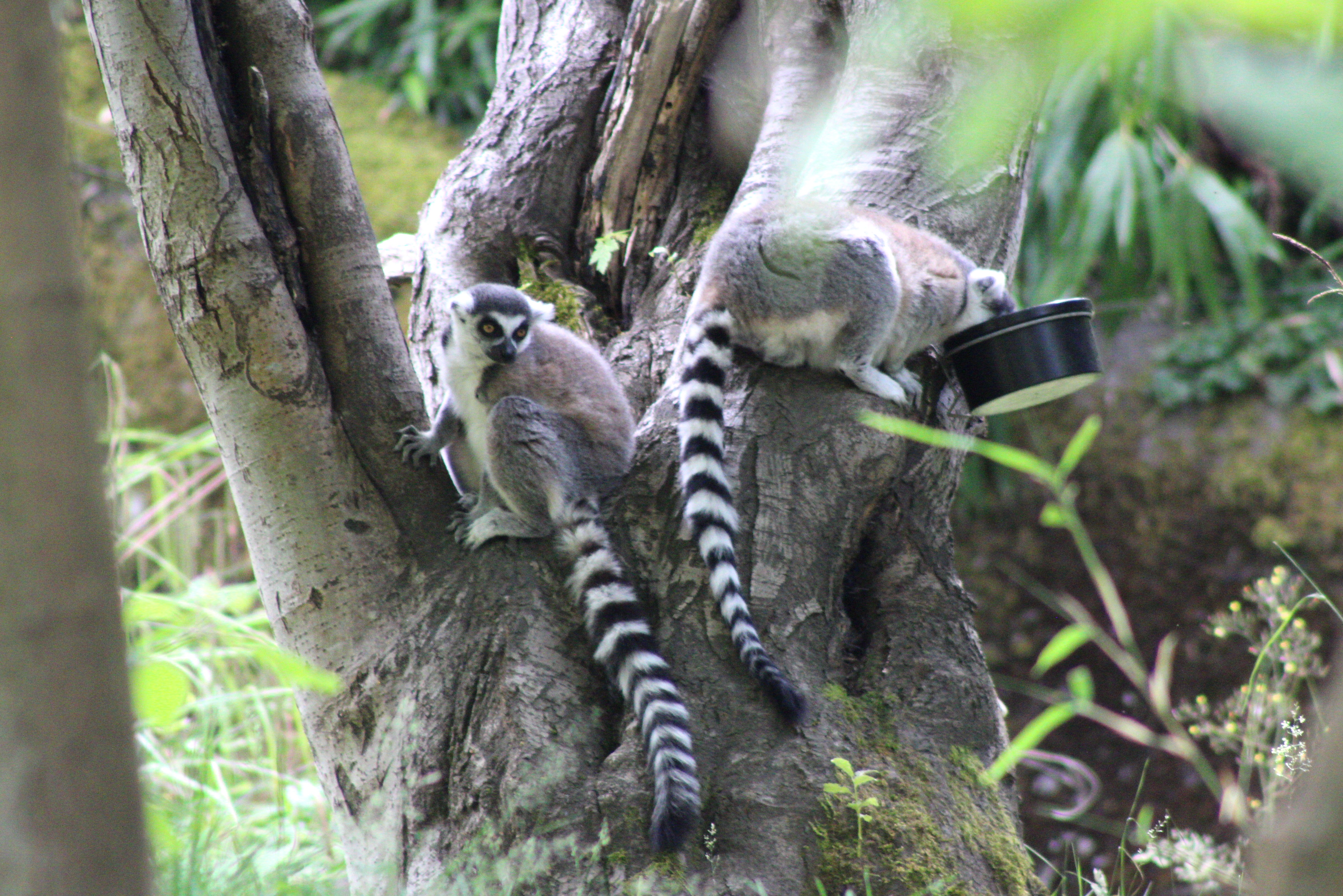 Ring Tailed Lemur, Woodland Park Zoo (Seattle, WA)