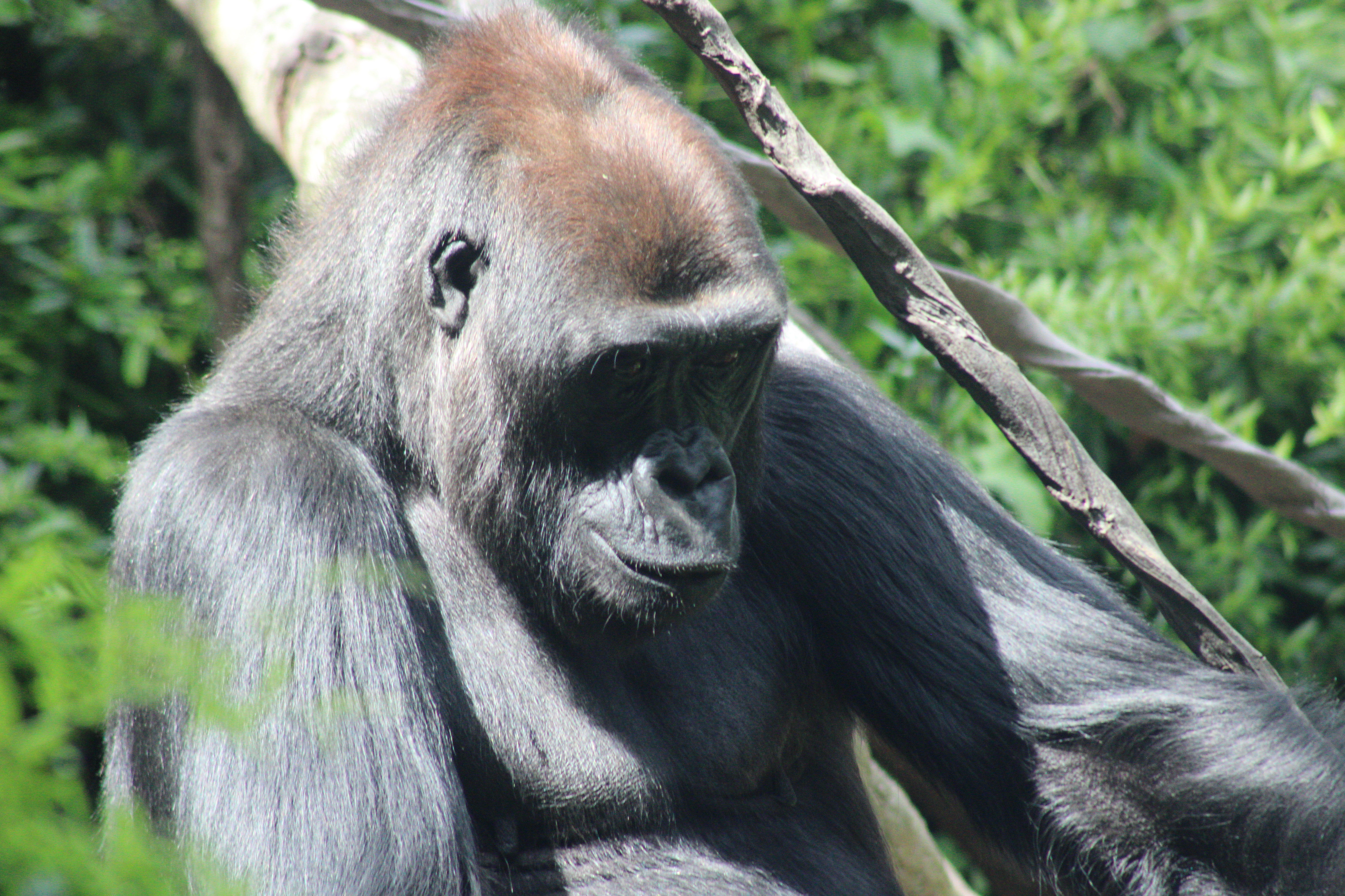 Gorilla, Woodland Park Zoo (Seattle, WA)