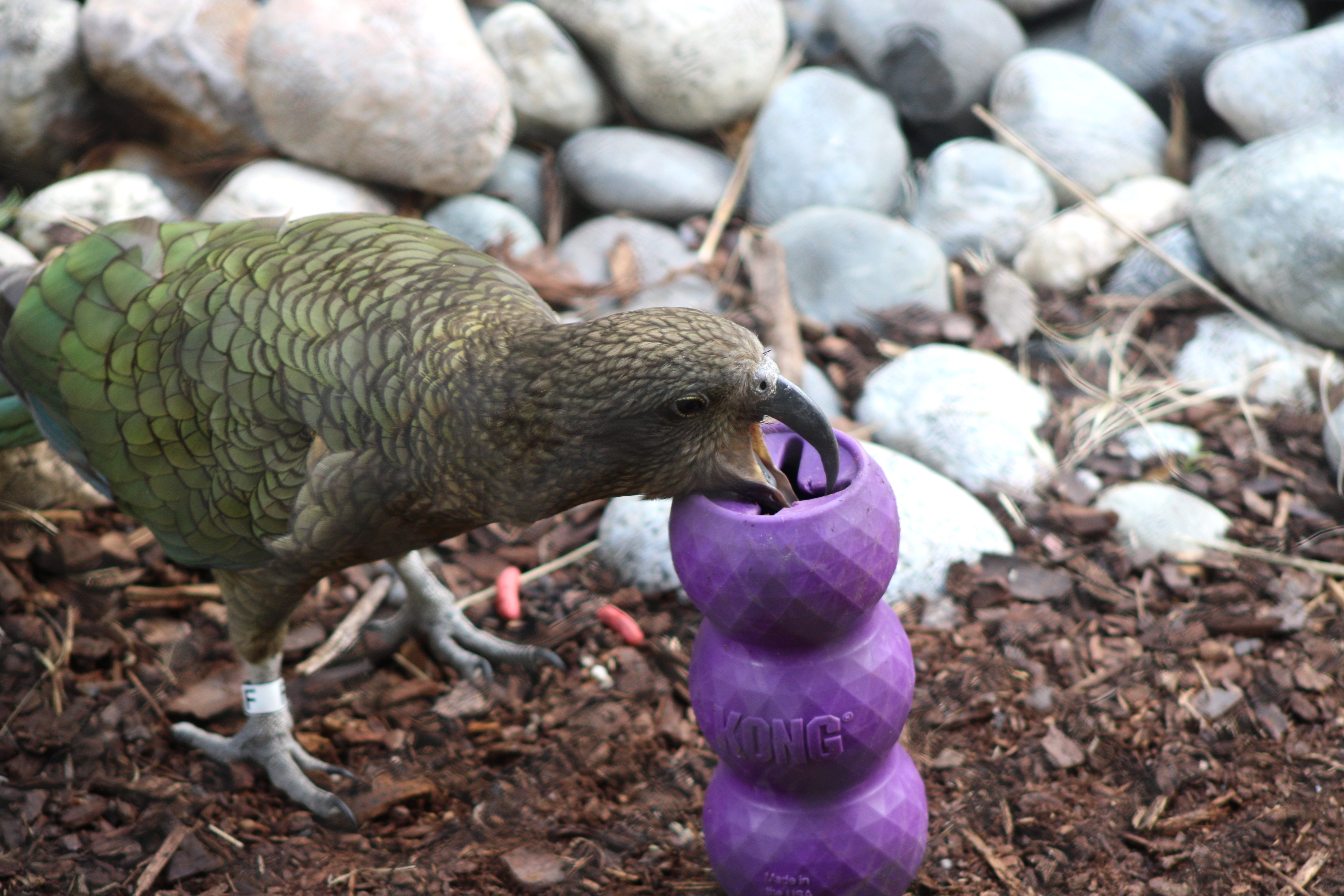 Kea, Woodland Park Zoo (Seattle, WA)