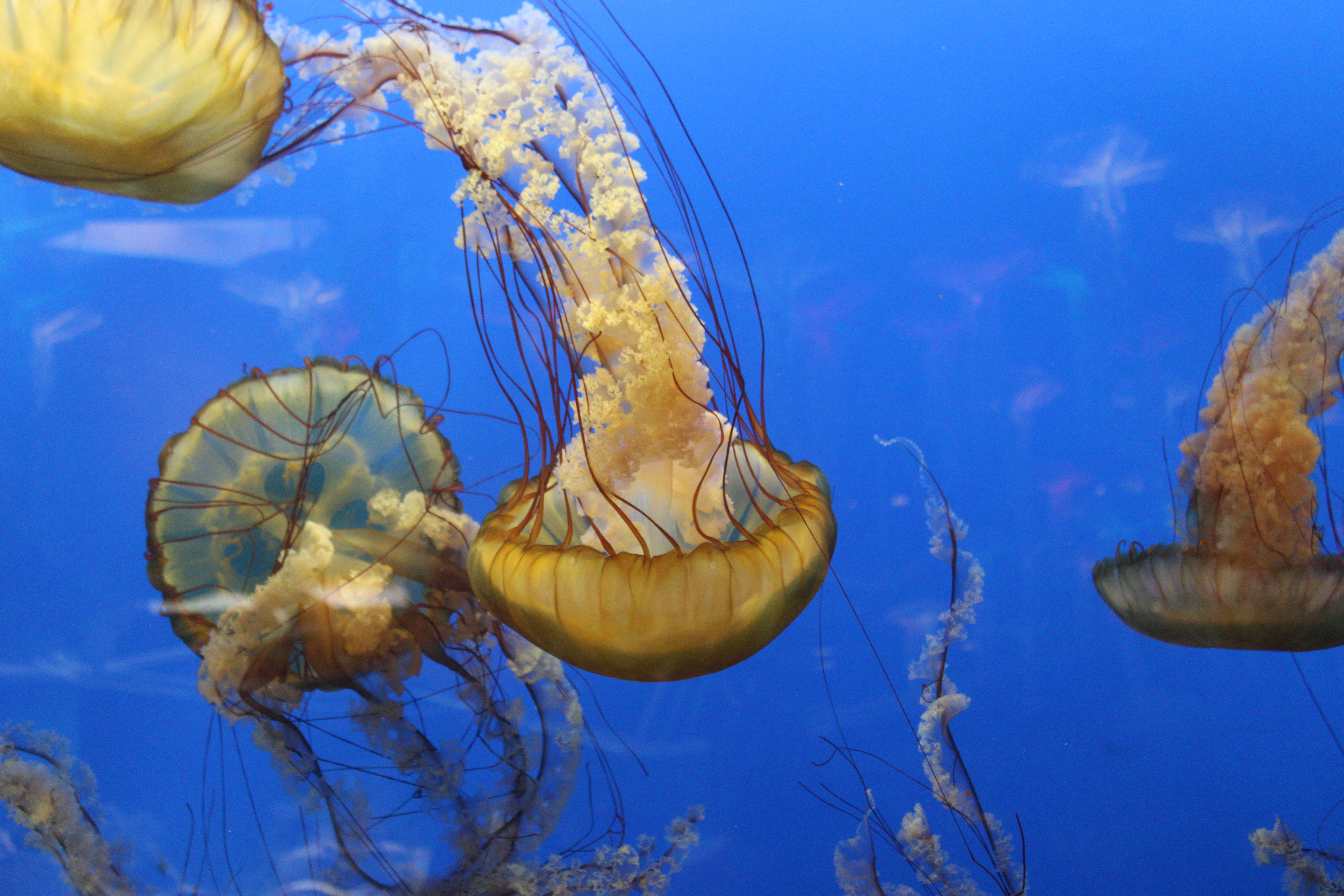 Pacific Sea Nettle, Vancouver Aquarium (Vancouver, BC)