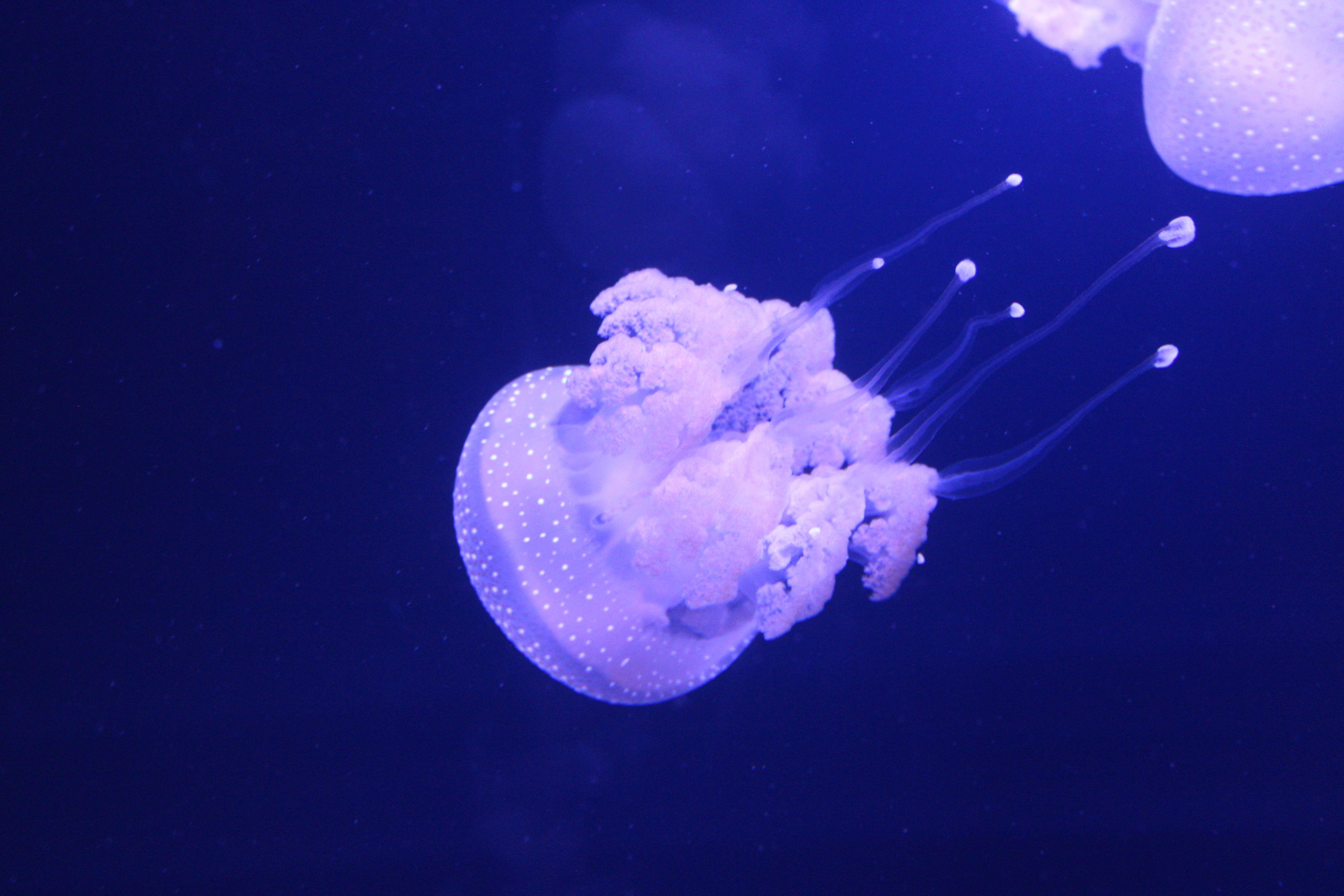 Vancouver Aquarium (Vancouver, BC)