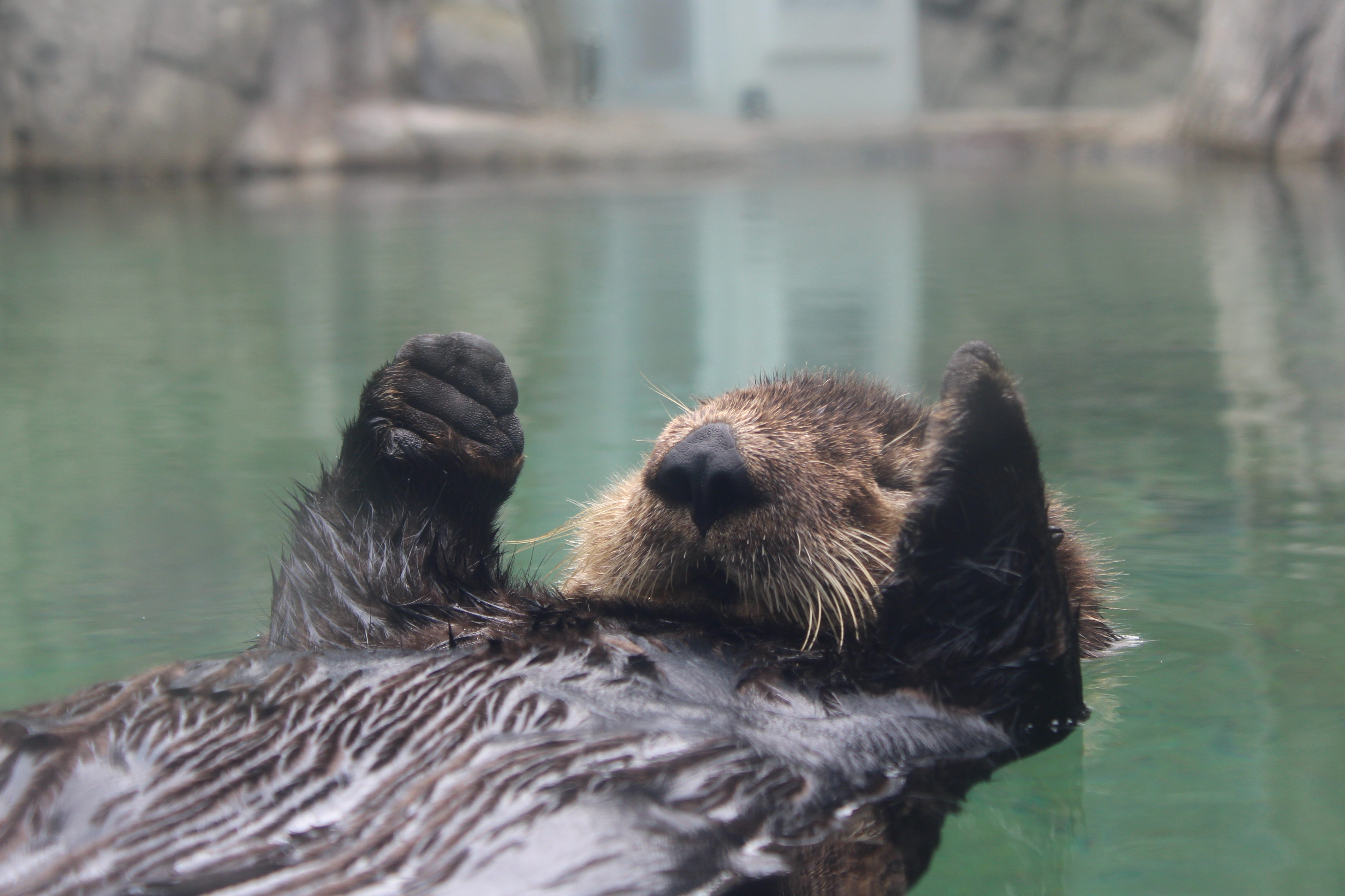 Sea Otter, Vancouver Aquarium (Vancouver, BC)