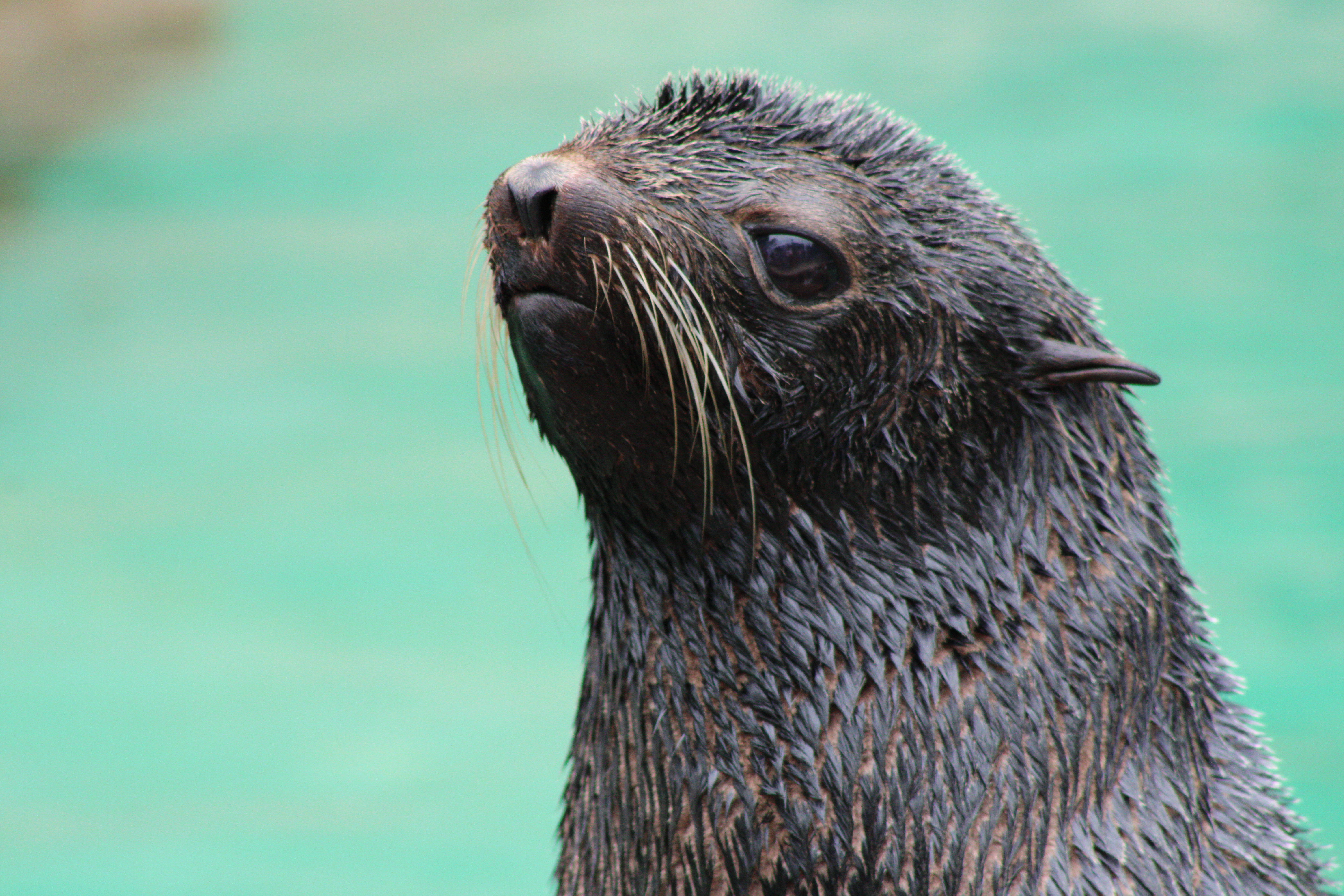 Northern Fur Seal, Vancouver Aquarium (Vancouver, BC)