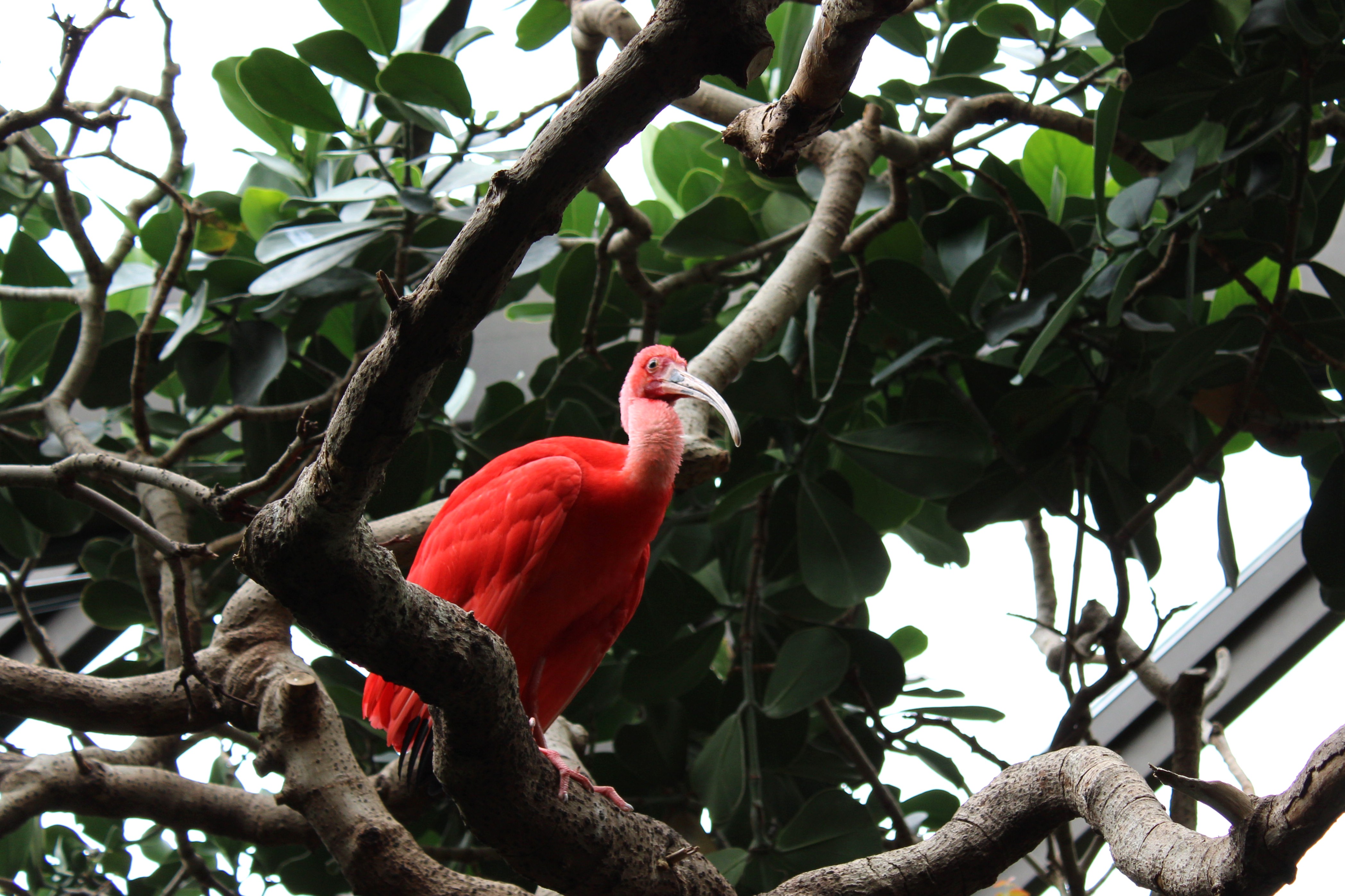 Scarlet Ibis, Vancouver Aquarium (Vancouver, BC)