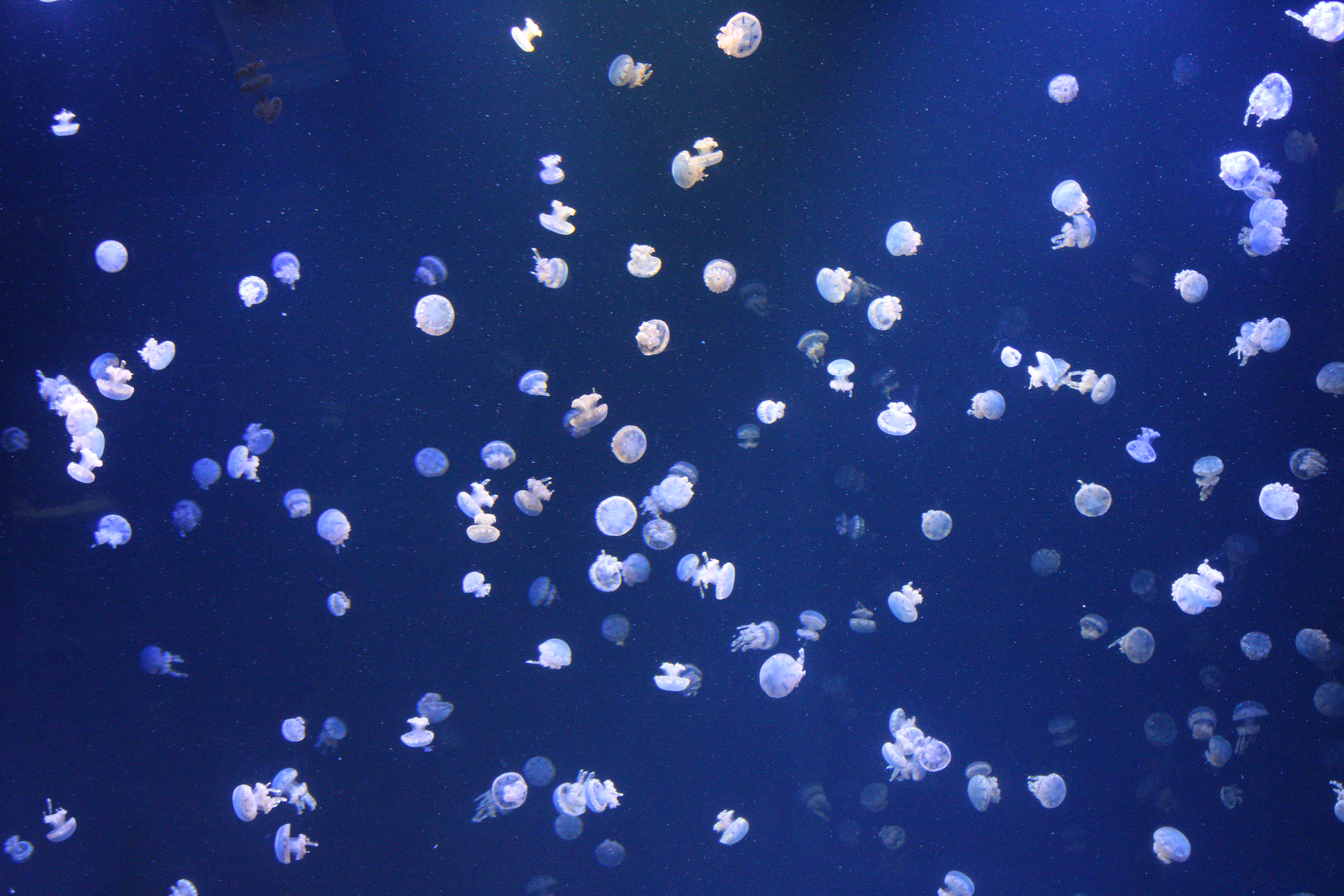 Moon Jelly, Vancouver Aquarium (Vancouver, BC)