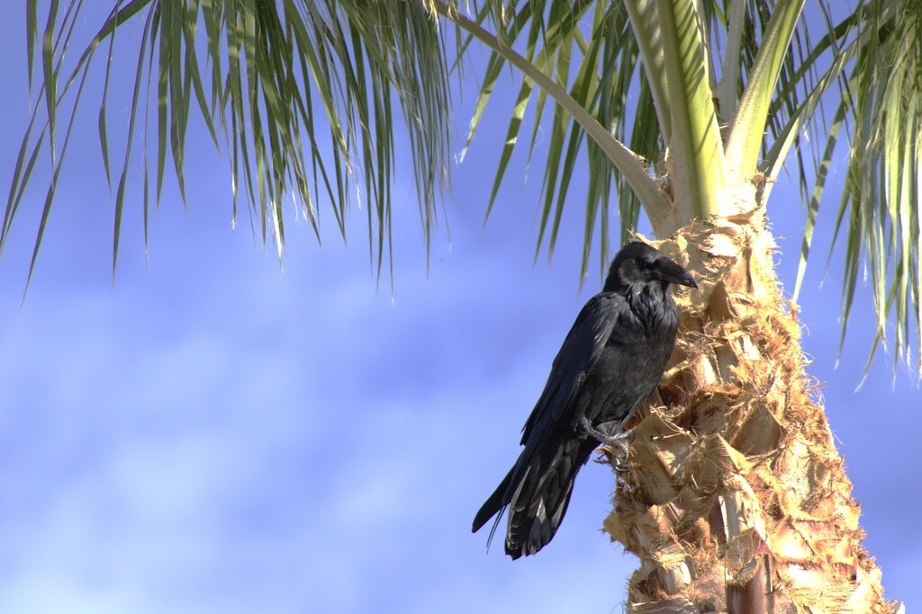 Common Raven (Las Vegas, NV)
