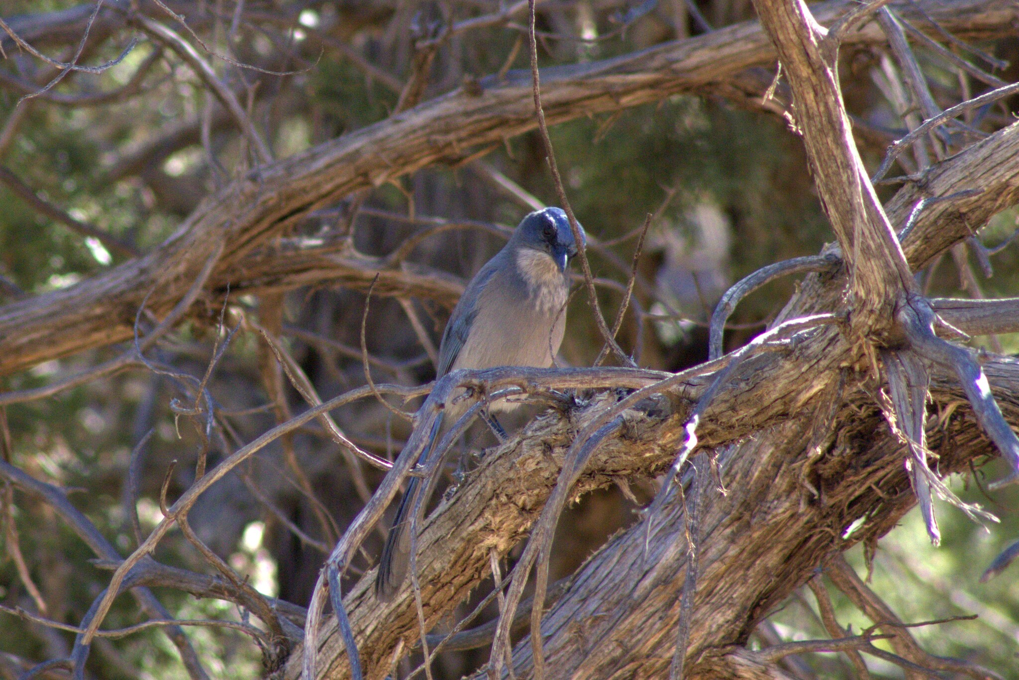 Woodhouse's Scrub-Jay (Zion National Park, UT)