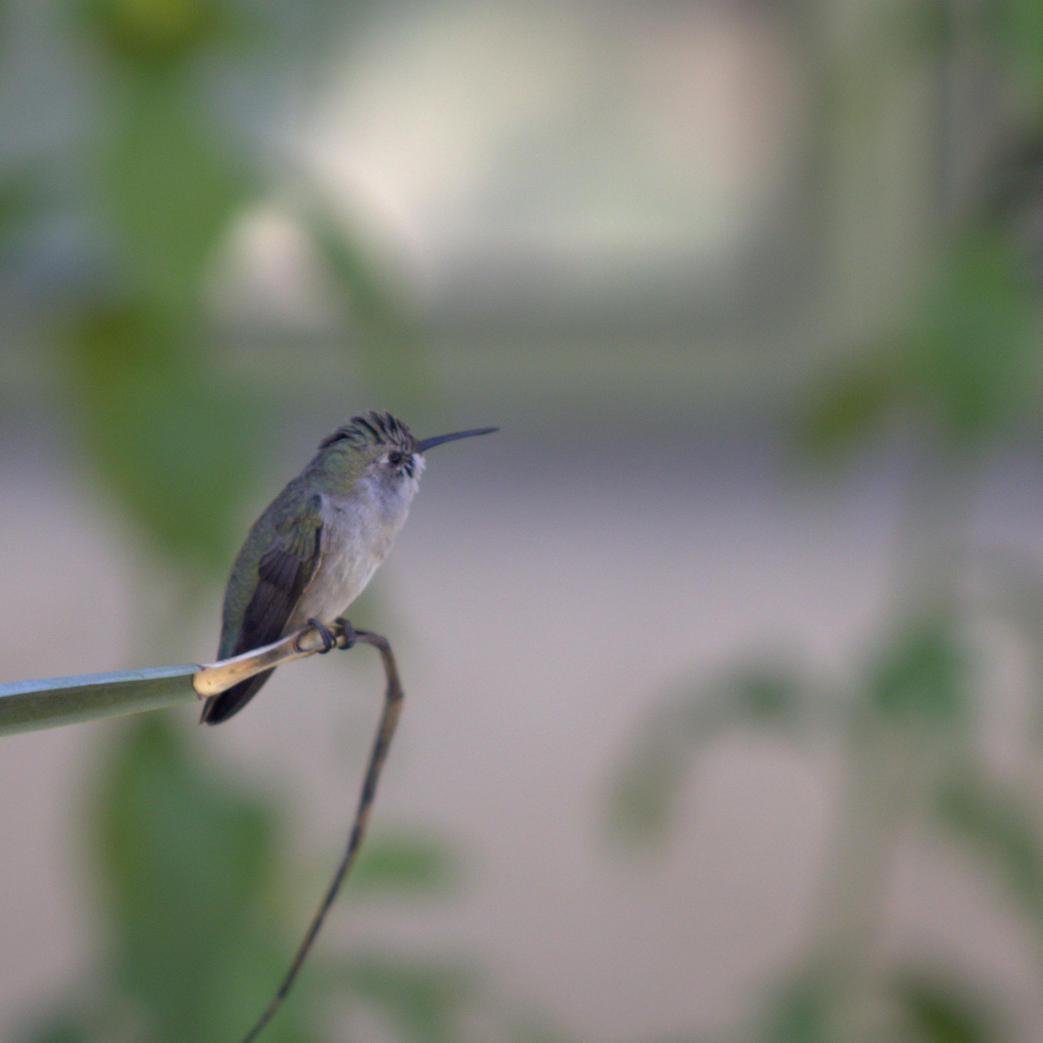 Anna's Hummingbird (Henderson, NV)