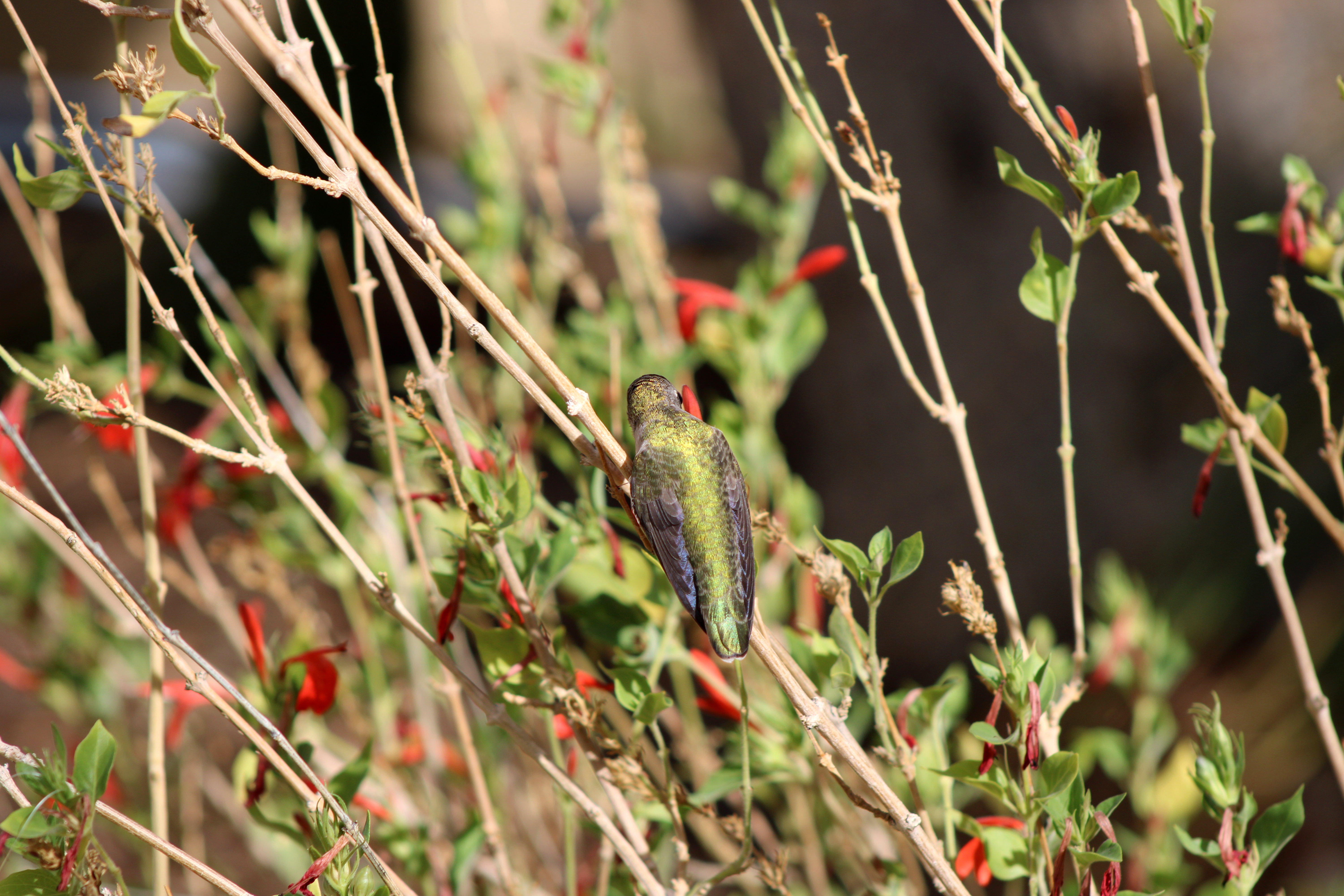 Anna's Hummingbird (Henderson, NV)