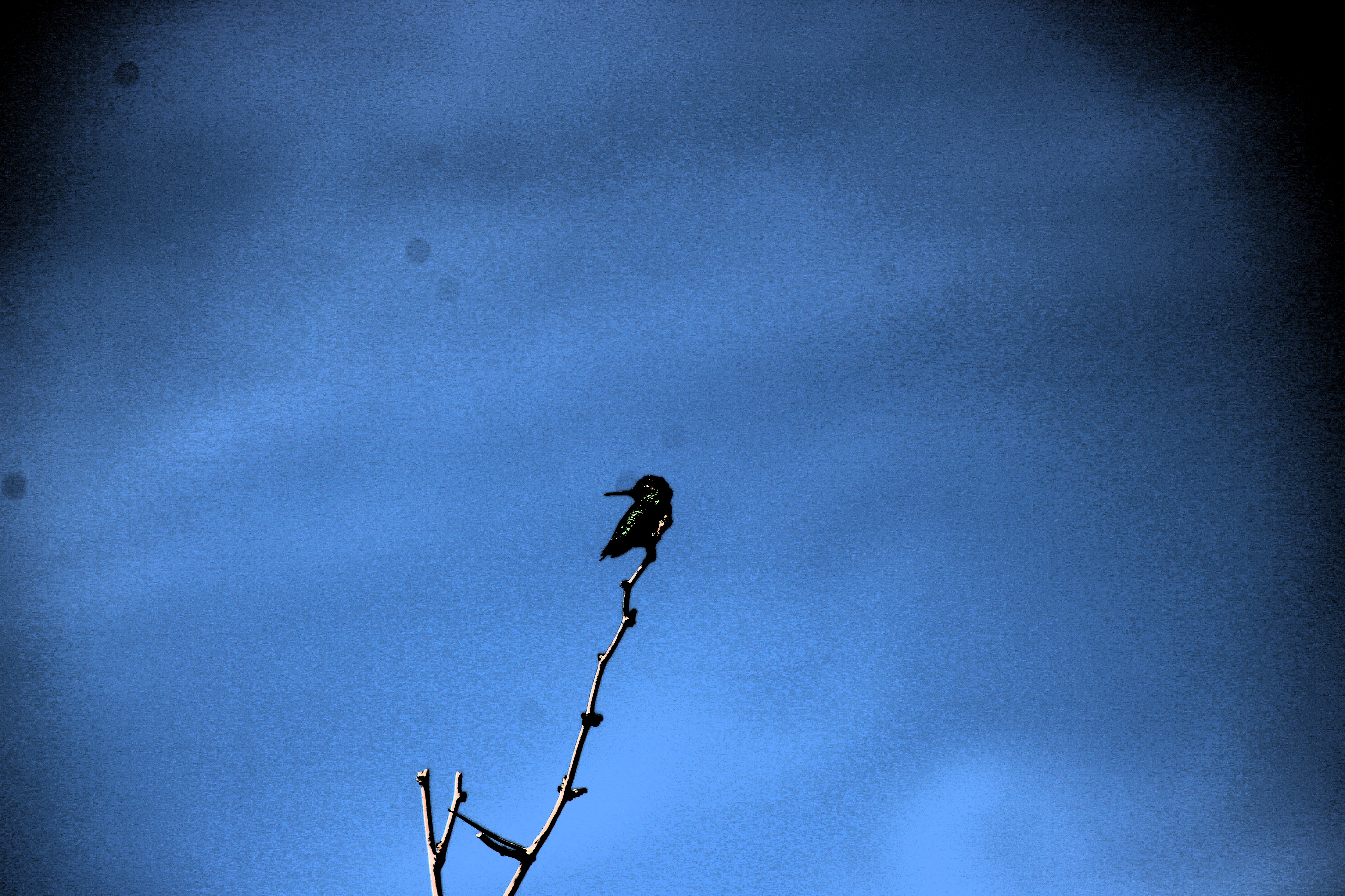 Anna's Hummingbird (Henderson, NV)