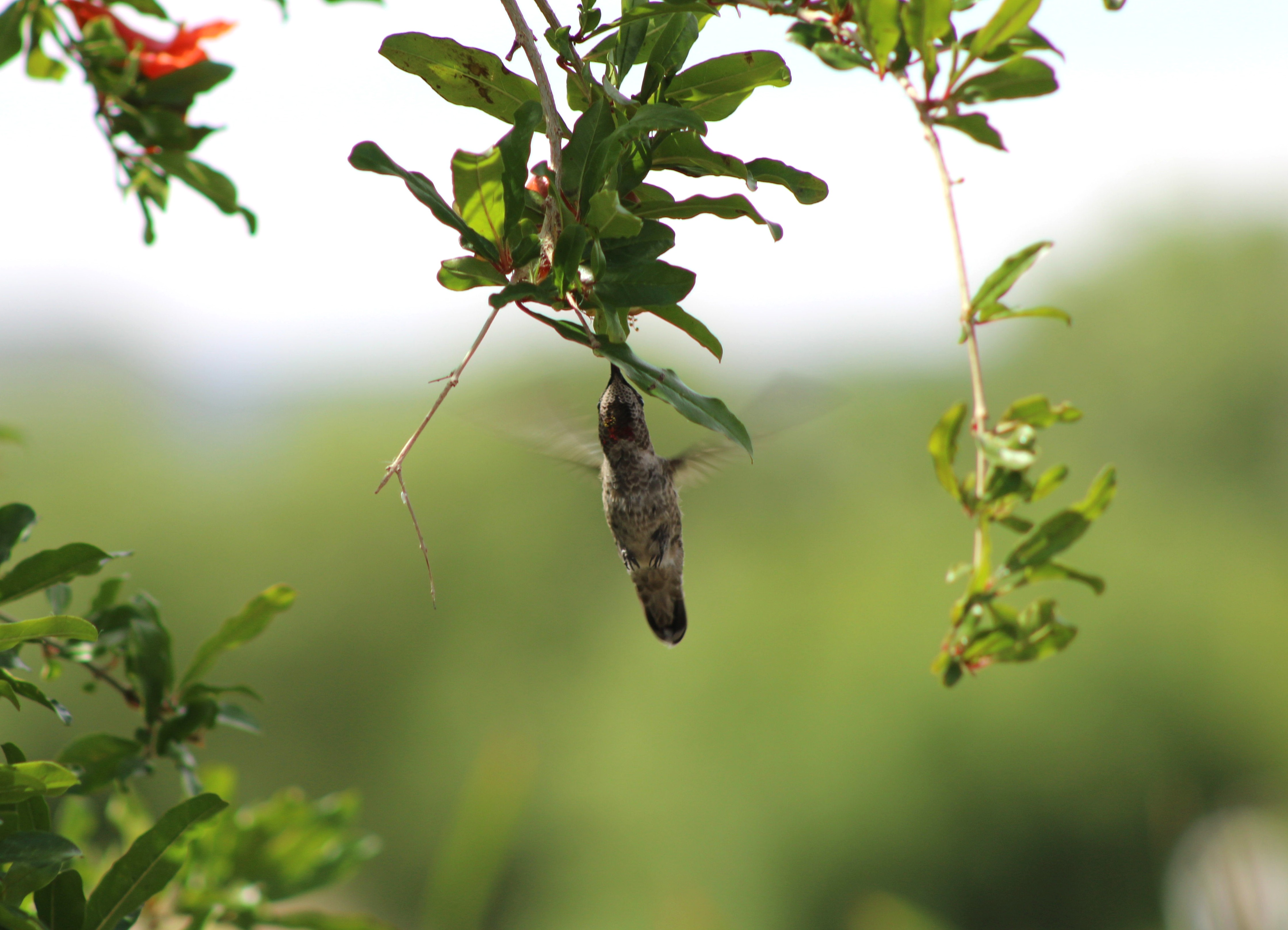 Anna's Hummingbird (Henderson, NV)
