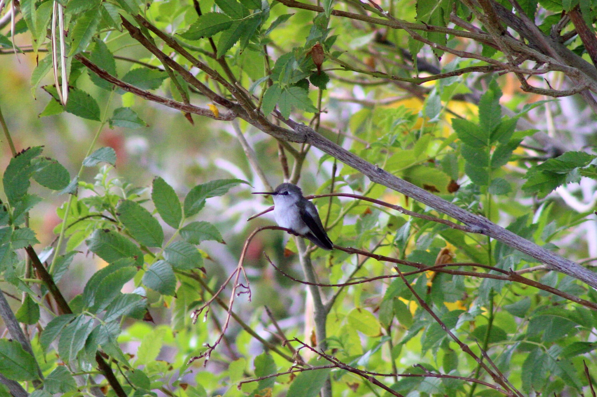 Costa's Hummingbird (Las Vegas, NV)