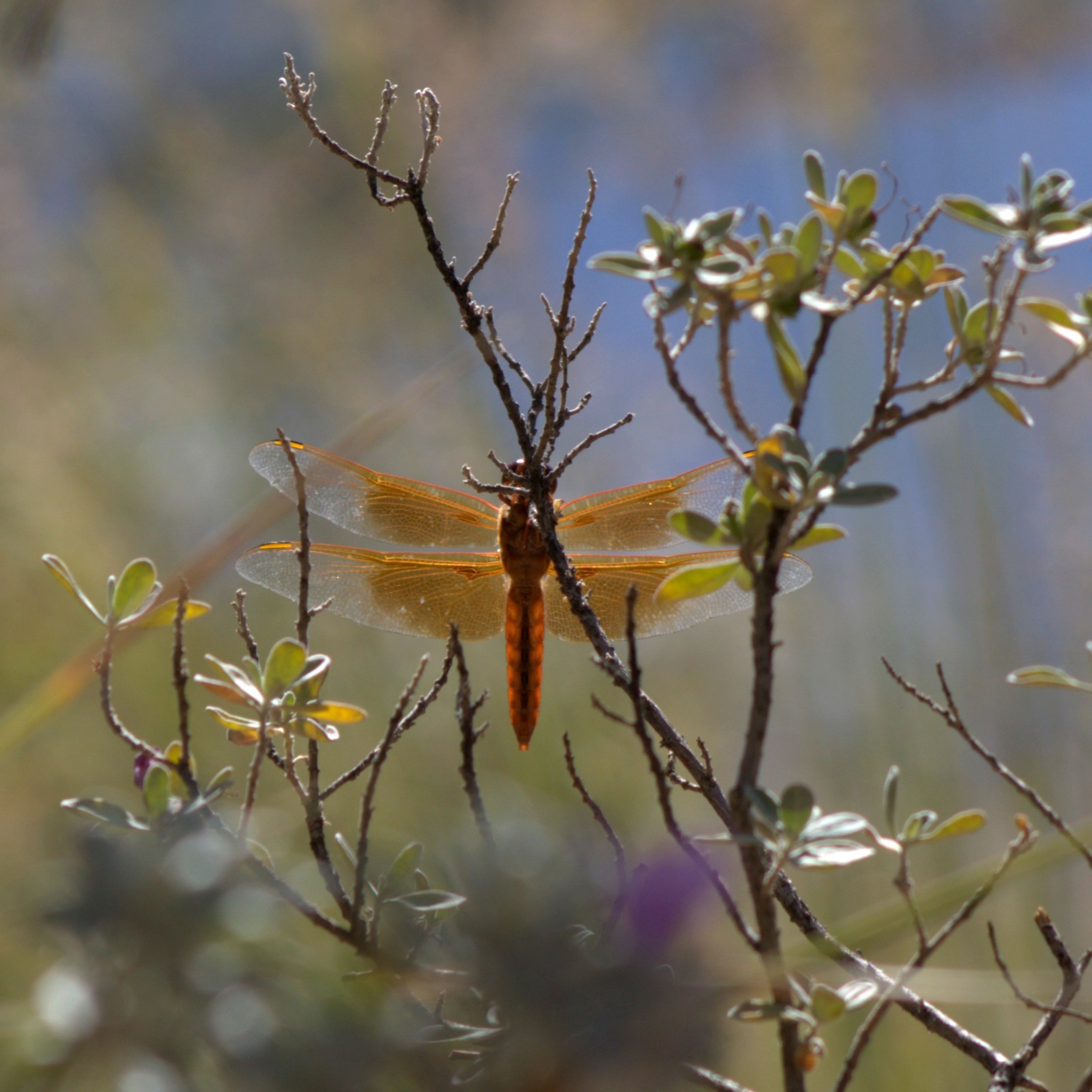 Flame Skimmer (St. George, UT)