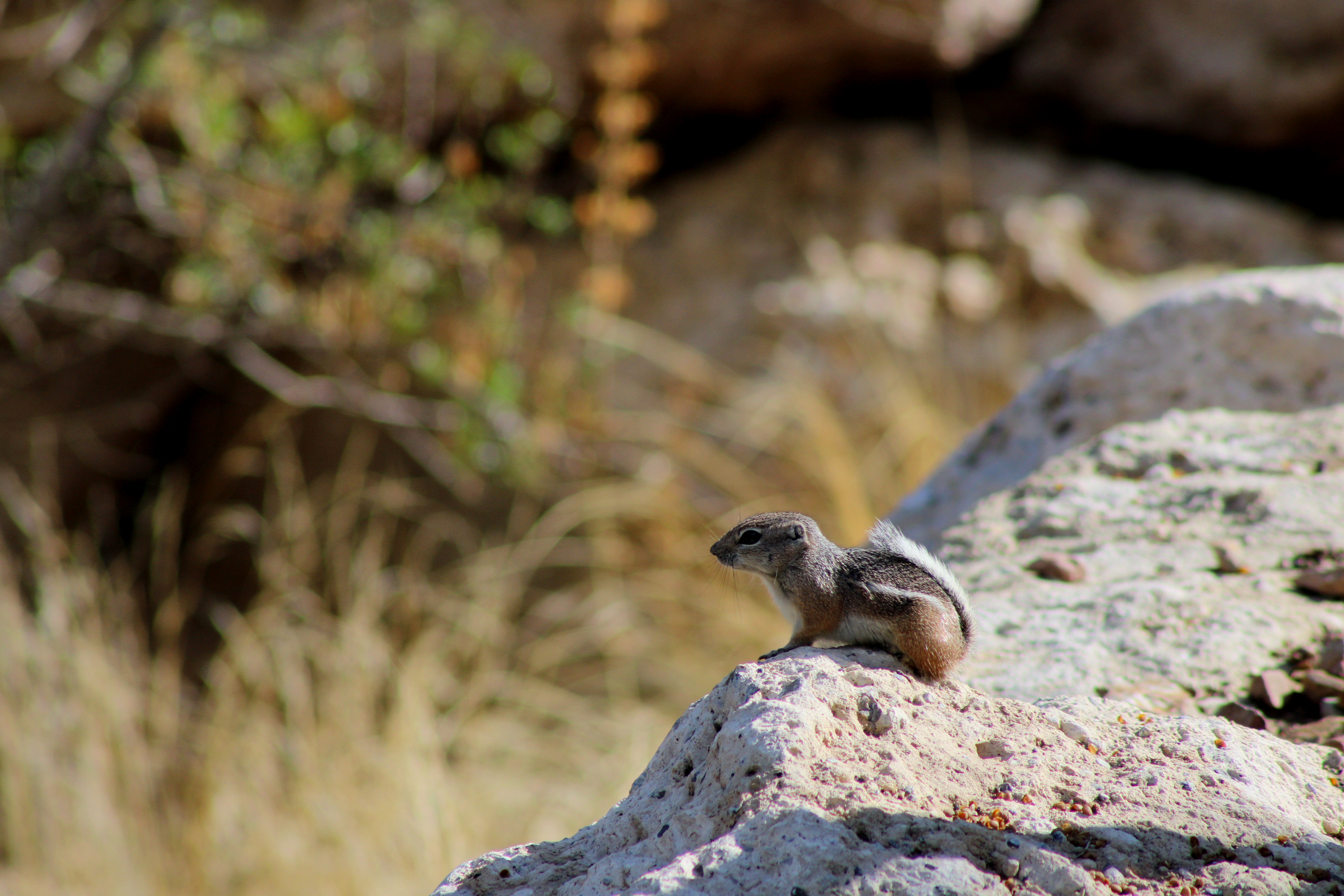 White-tailed Antelope Squirrel (Las Vegas, NV)