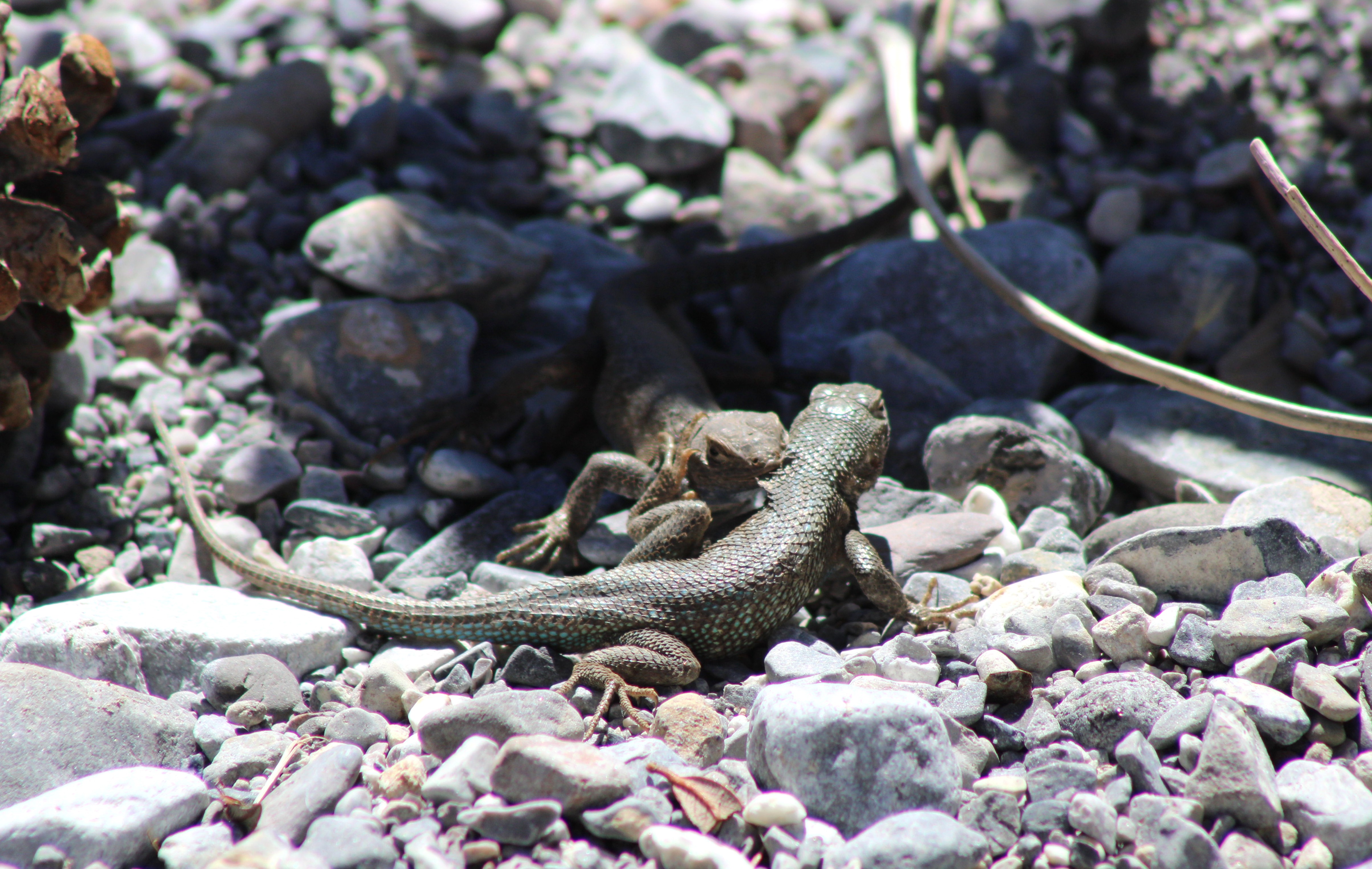 Common Sagebrush Lizard (Mt. Charleston, NV)