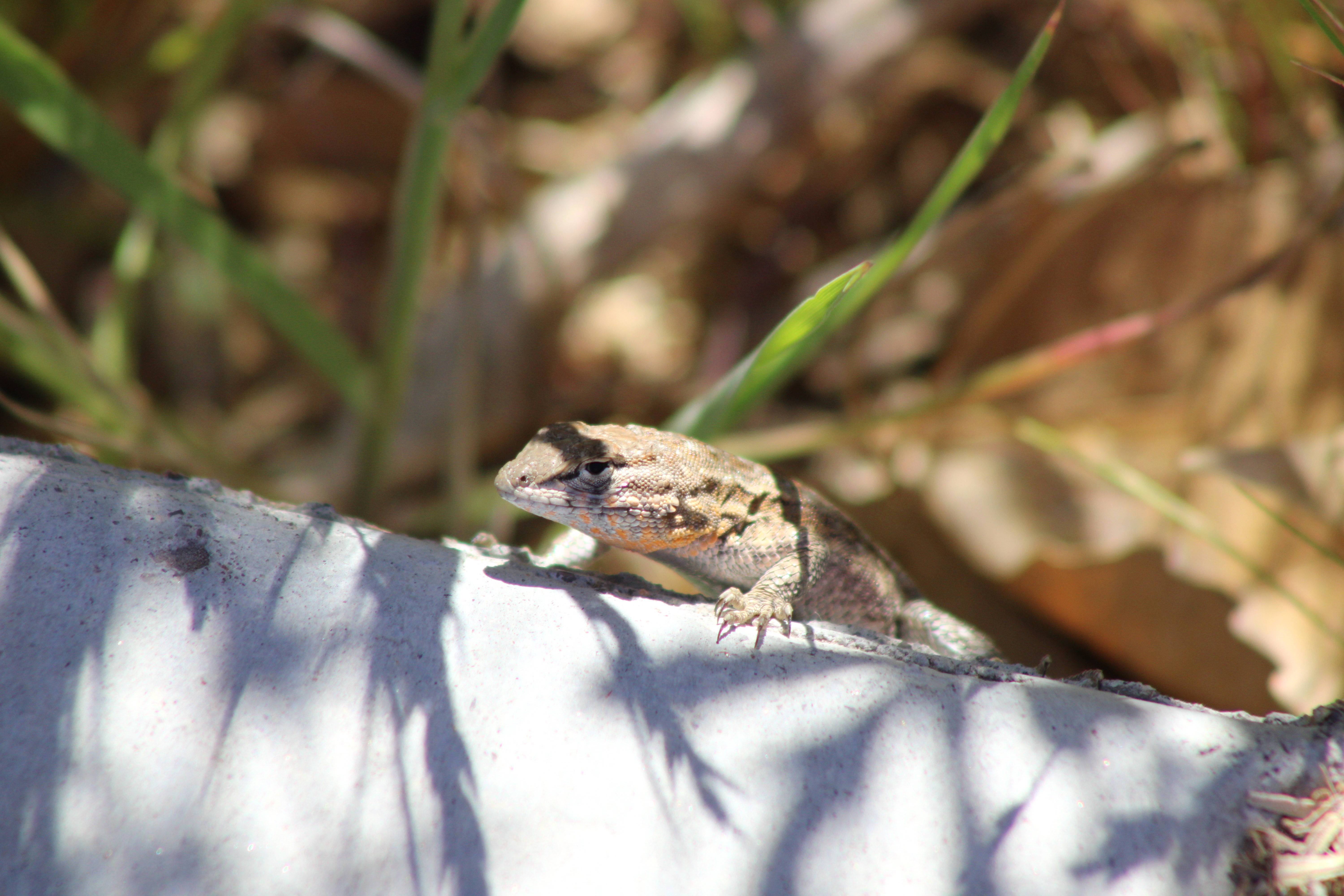 Western Side-blotched Lizard (Desert National Wildlife Refuge, NV)