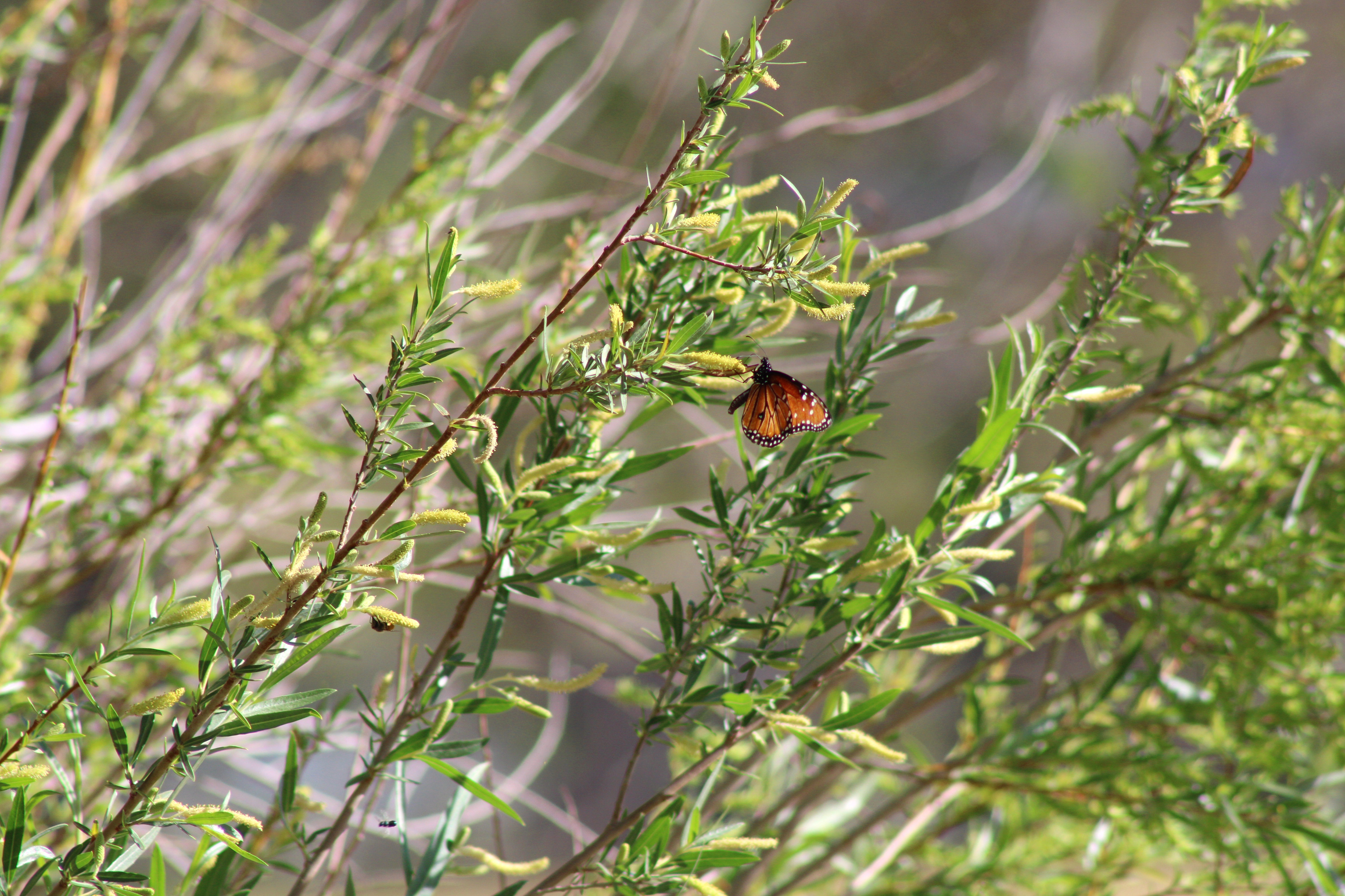 Queen butterfly (Las Vegas, NV)