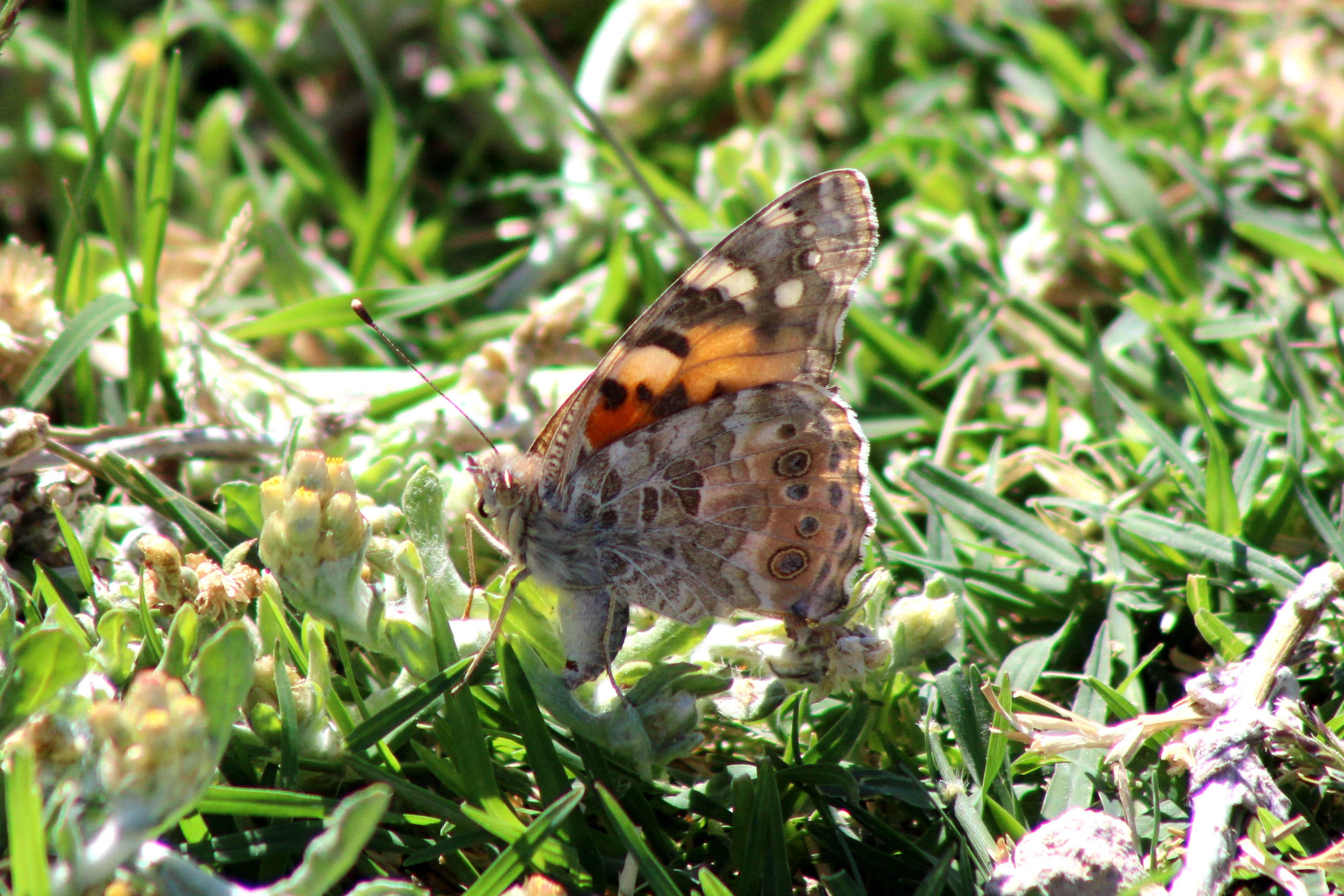 Painted Lady (Las Vegas, NV)