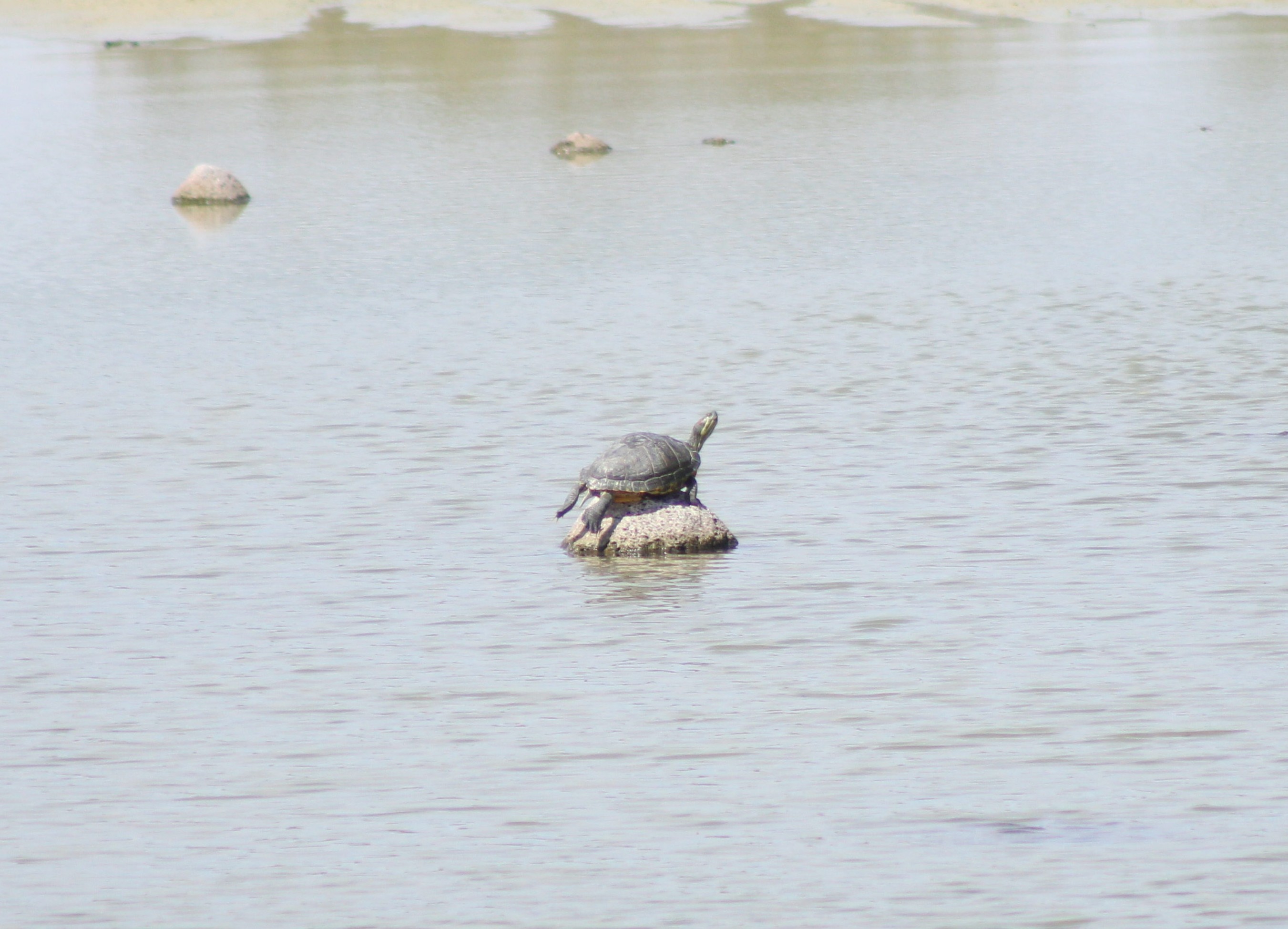 Pond Slider (Henderson, NV)