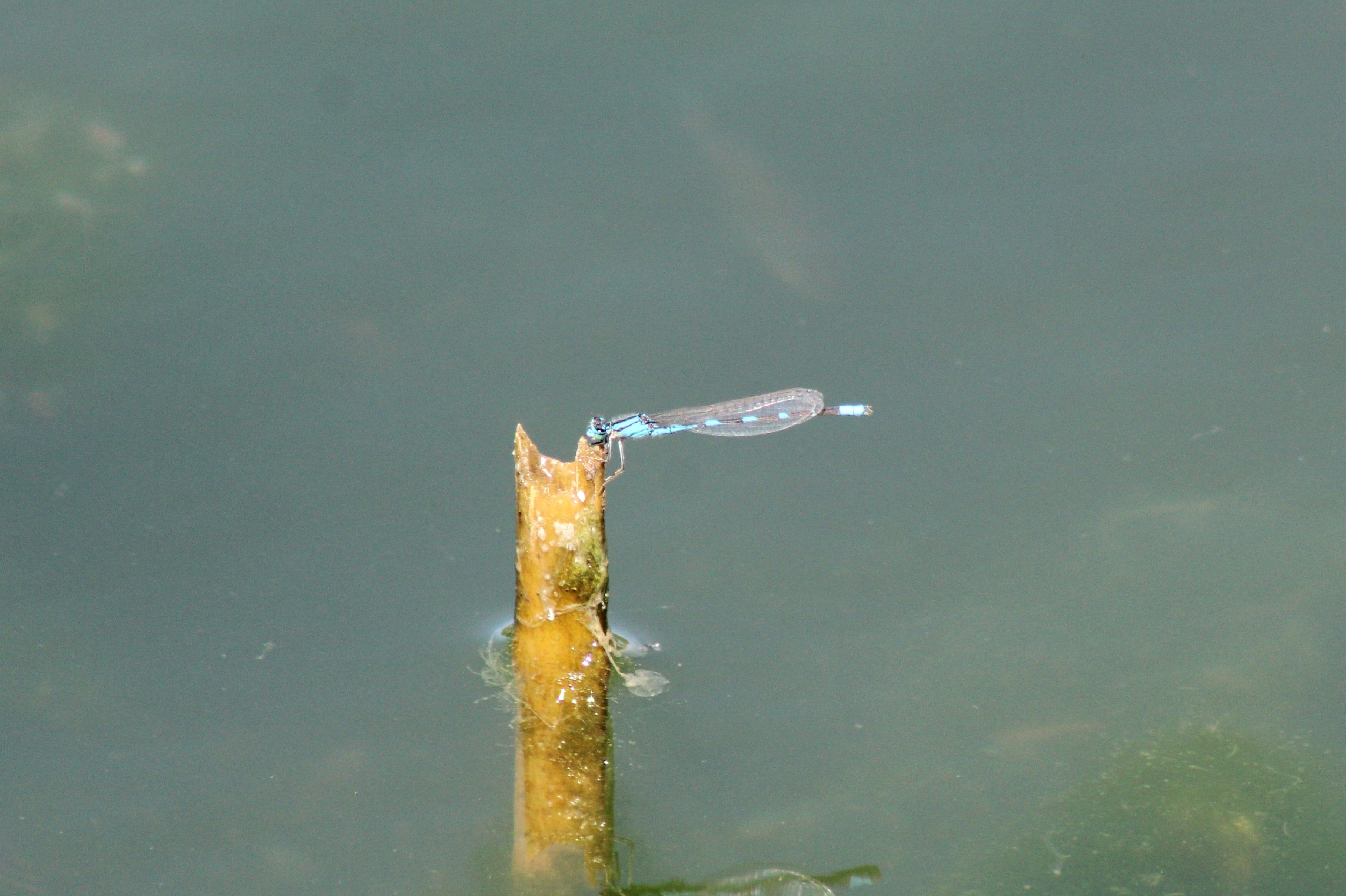 Tule Bluet (Las Vegas, NV)