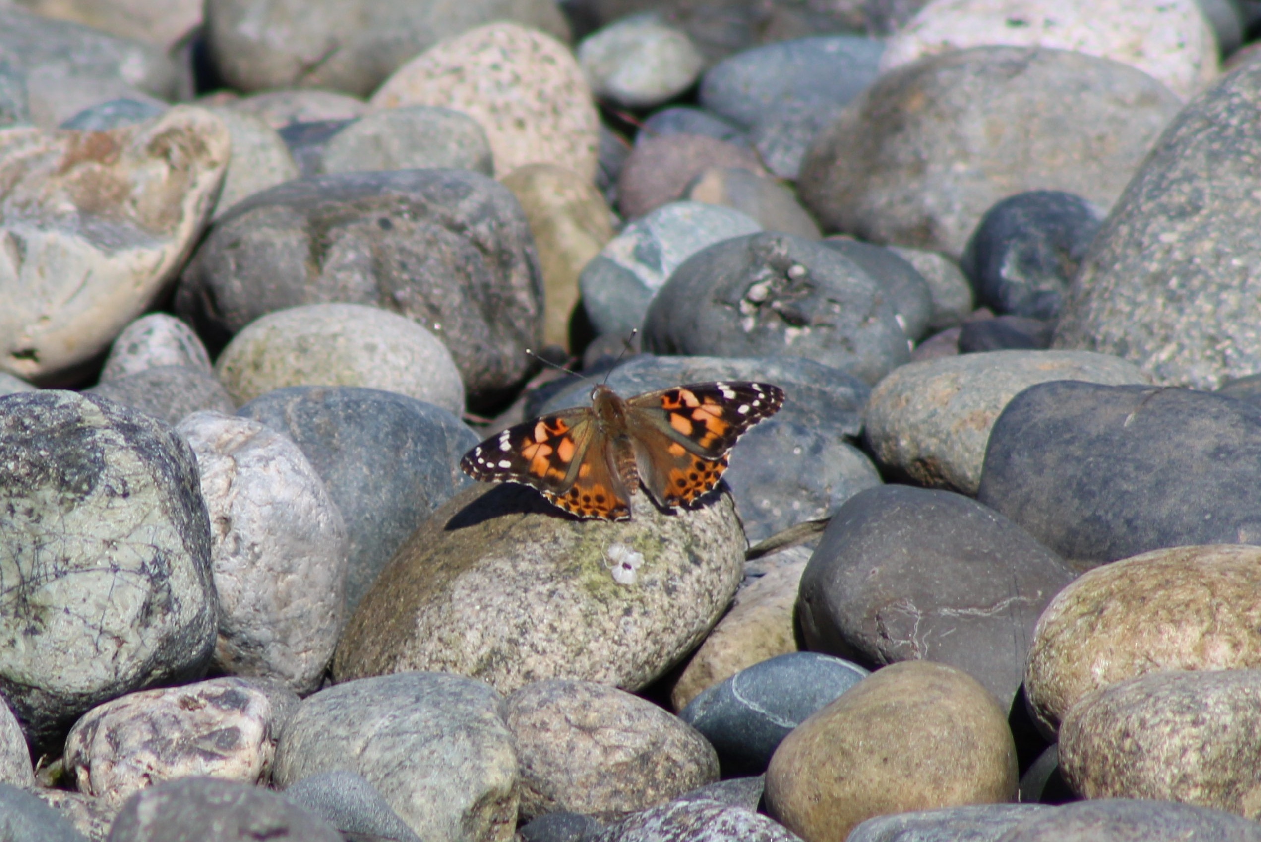 Painted Lady (Birch Bay, WA)