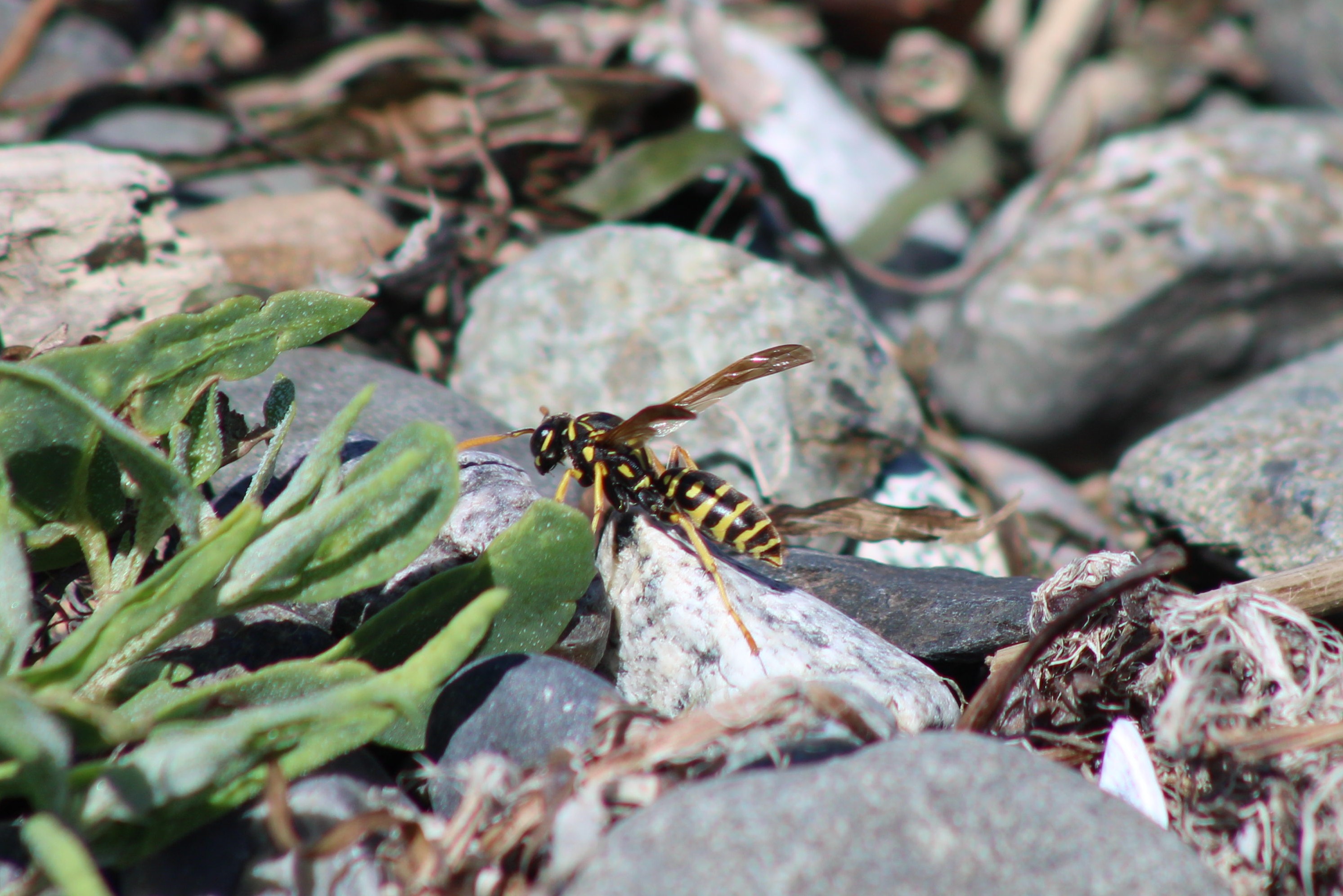 European Paper Wasp (Birch Bay, WA)