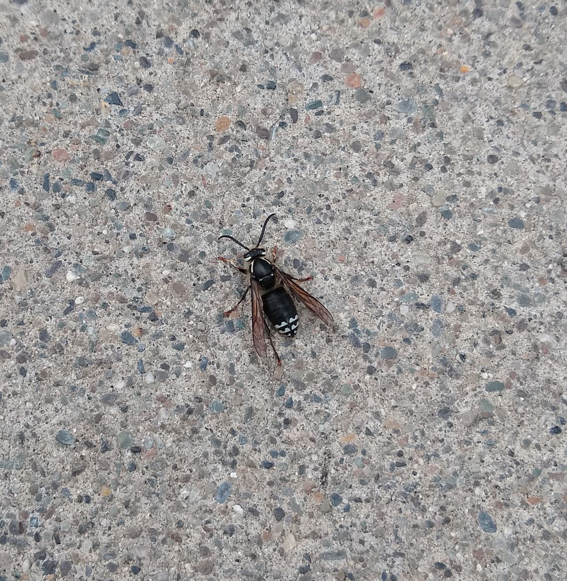 Bald-faced Hornet (Moscow, ID)