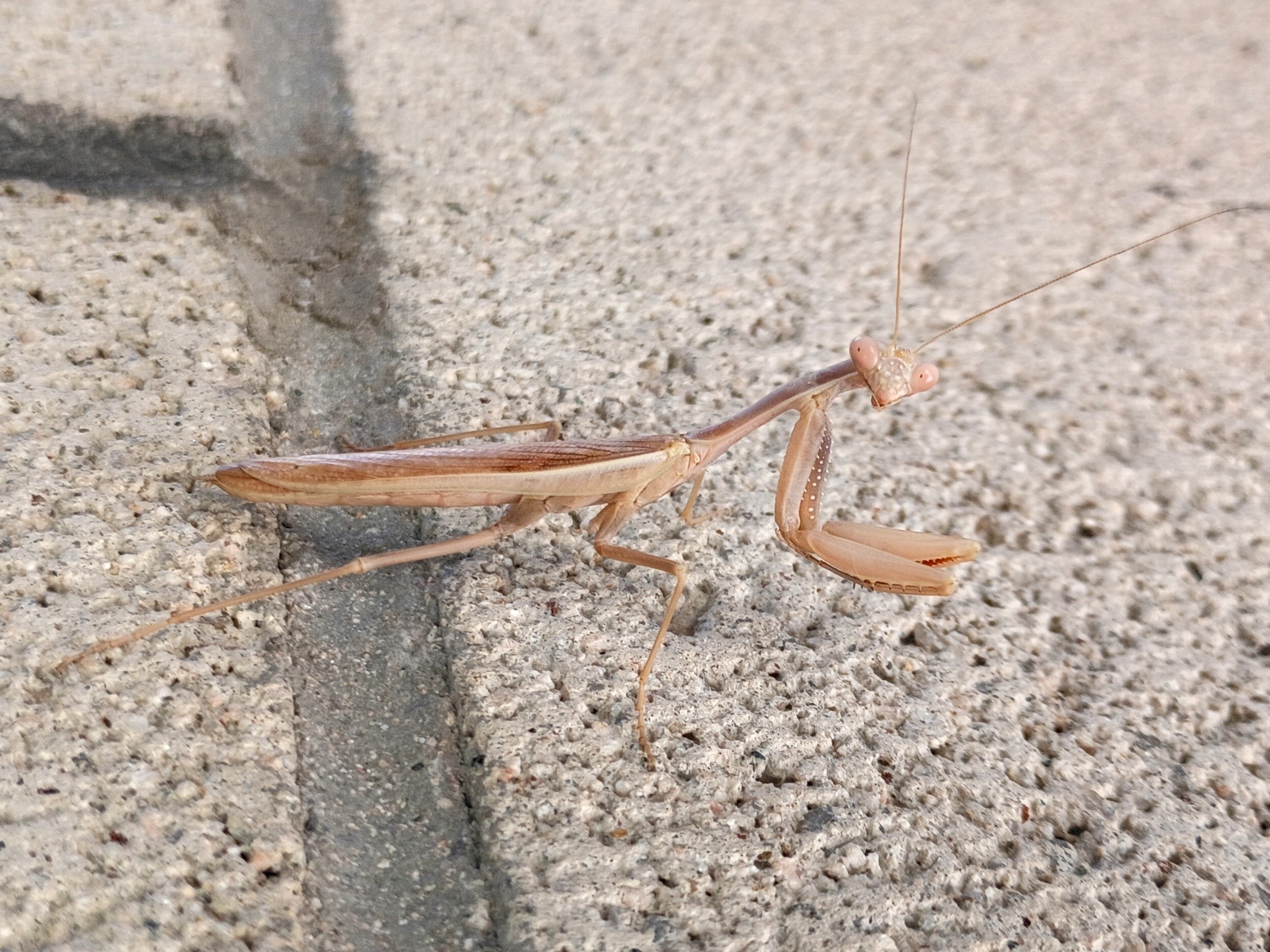 Mediterranean Mantis (Las Vegas, NV)