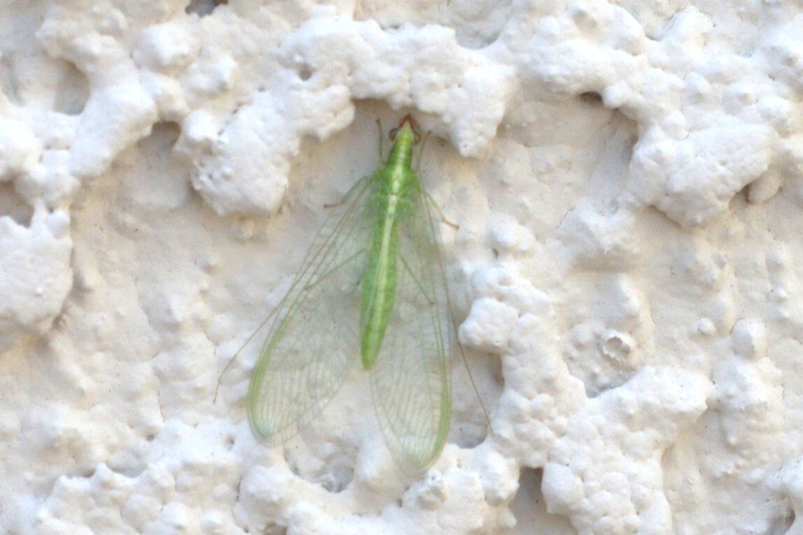 Comanche Green Lacewing (Las Vegas, NV)