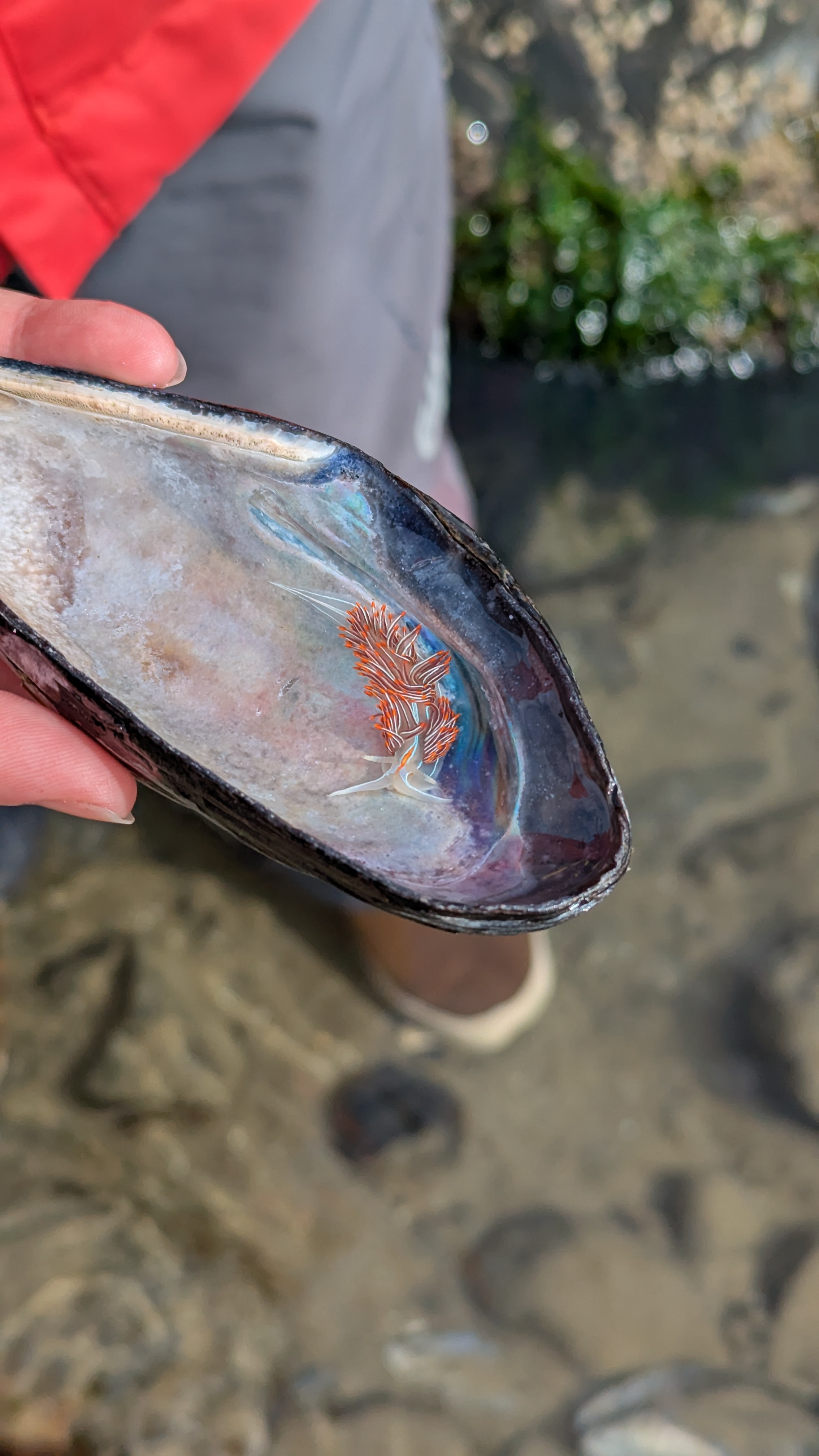 Horned Nudibranch (Cannon Beach, OR)