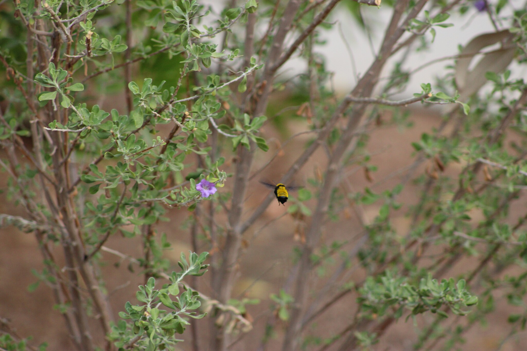 Sonoran Bumble Bee (Las Vegas, NV)