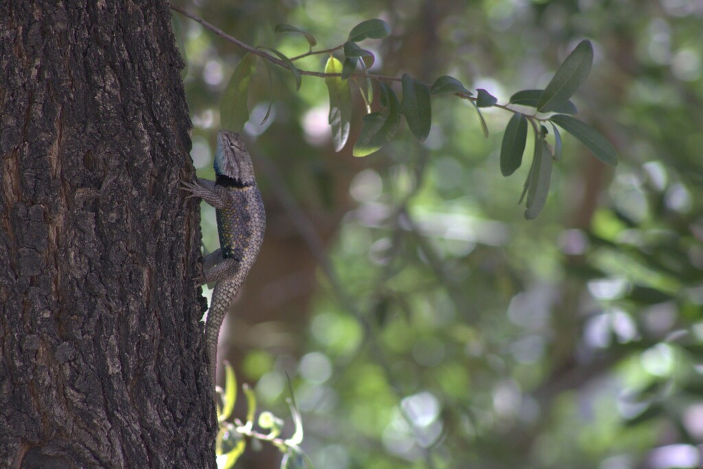 Yellow-backed Spiny Lizard (Las Vegas, NV)