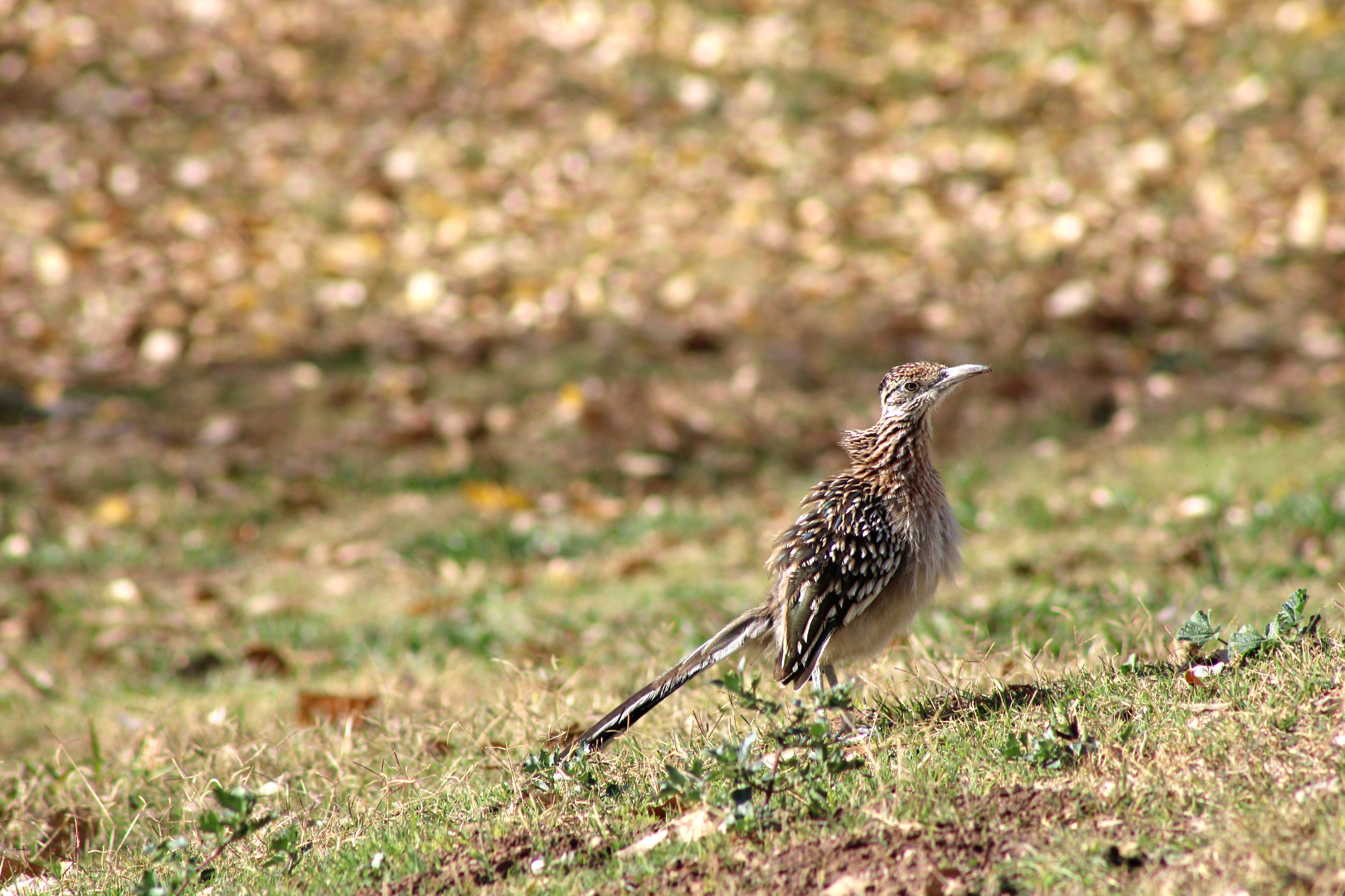 Greater Roadrunner (Las Vegas, NV)